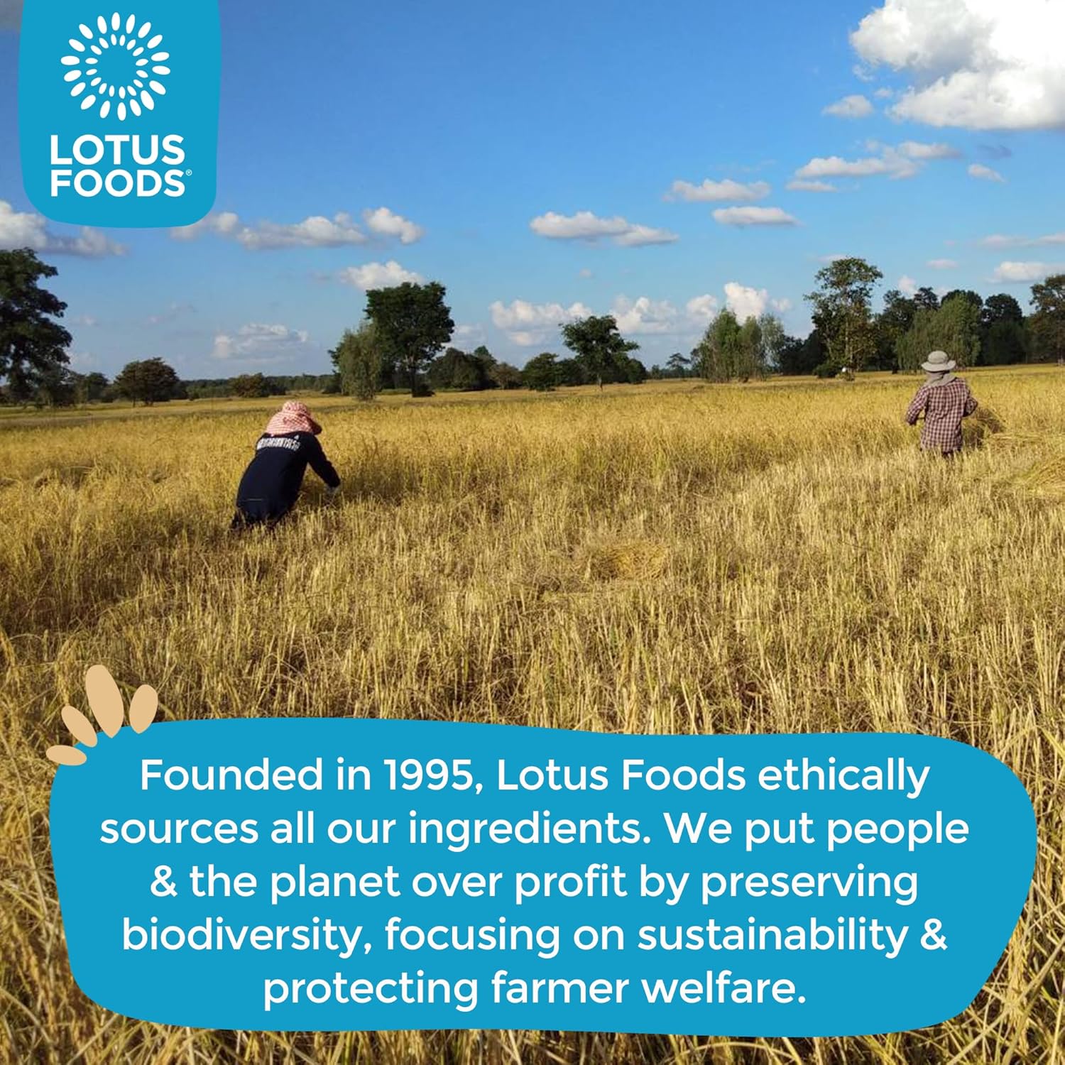 Lotus Foods Organic Brown Udon Rice Noodles - Gluten Free Udon Noodles, Organic Brown Rice Noodles, Vegan Asian Style Noodles, Whole Grain, Non GMO - 8 Oz (Pack of 8)