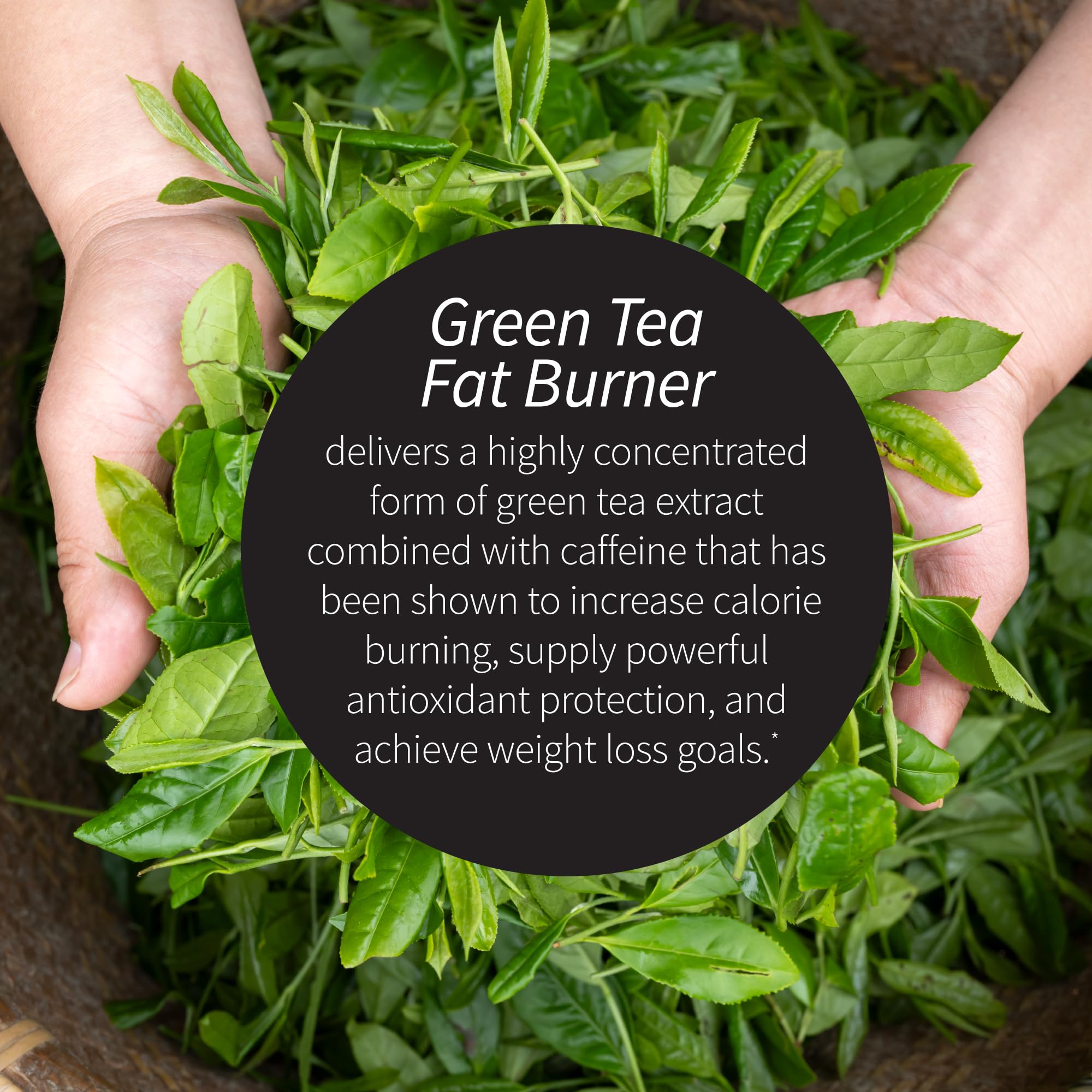 Applied Nutrition Green Tea Fat Burner Metabolism Support 200 Softgels — Amazon image 3