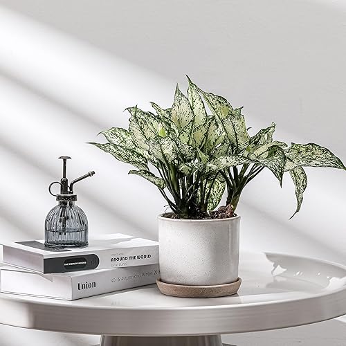 Vista 60 de Maceta de cerámica de 8 pulgadas: maceta de cerámica con orificio de drenaje y platillo para plantas de interior y exterior, maceta con bandeja