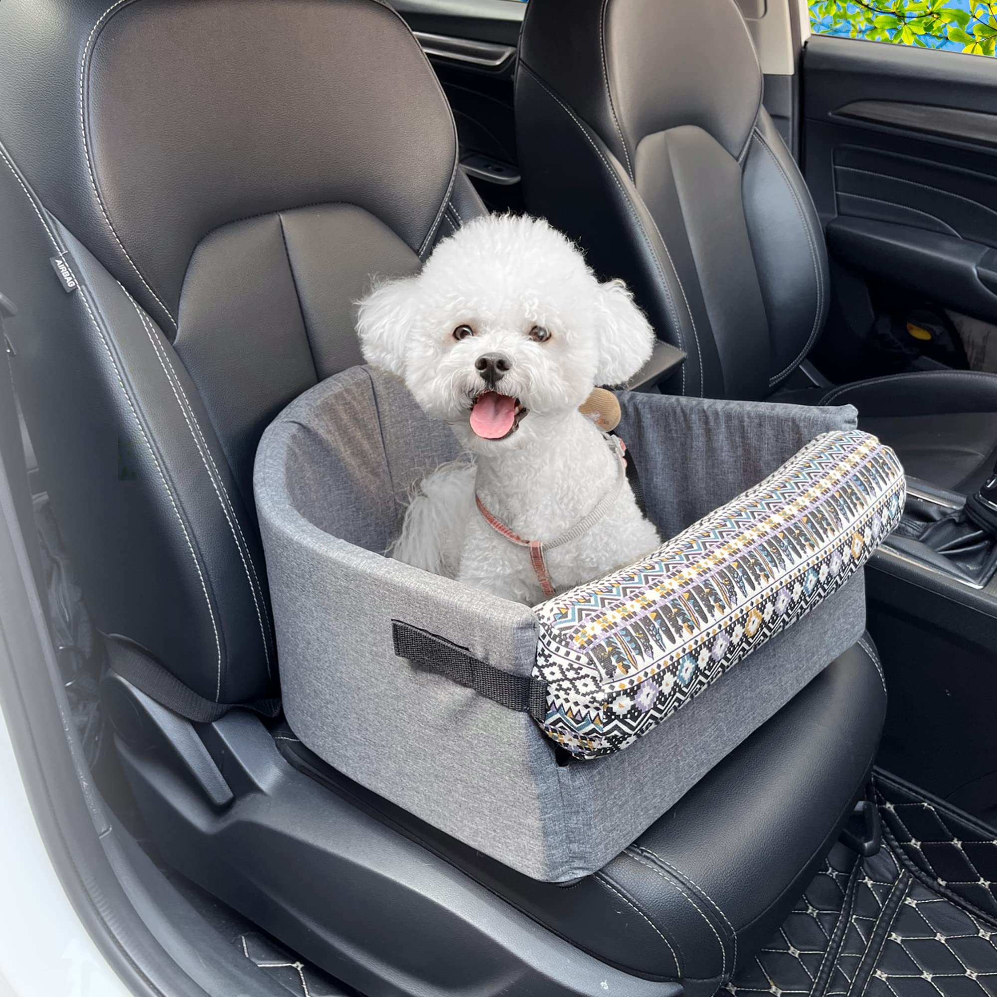 Should Dogs Ride In The Front Seat