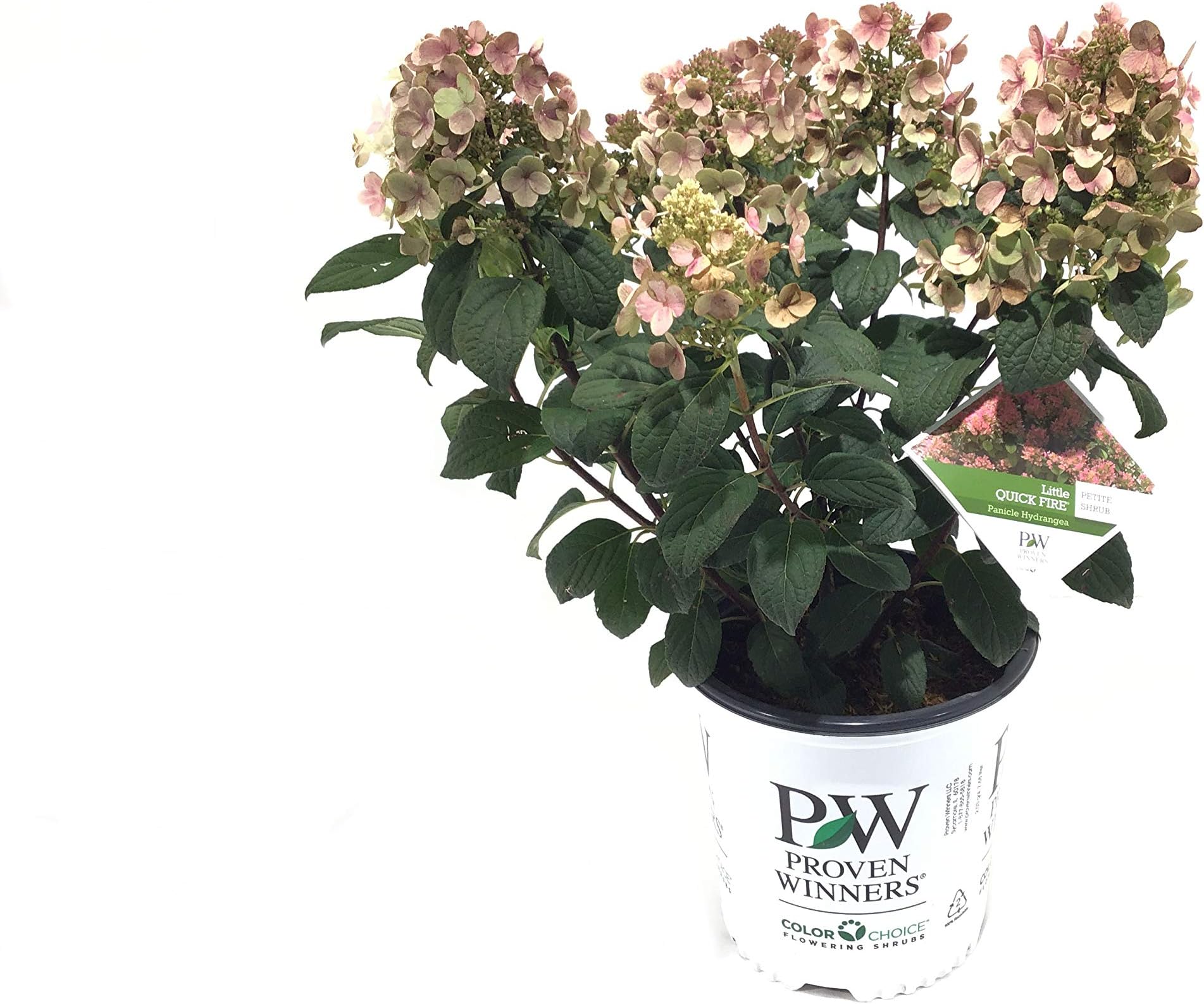 Hydrangea P Little Quick Fire G2 PW