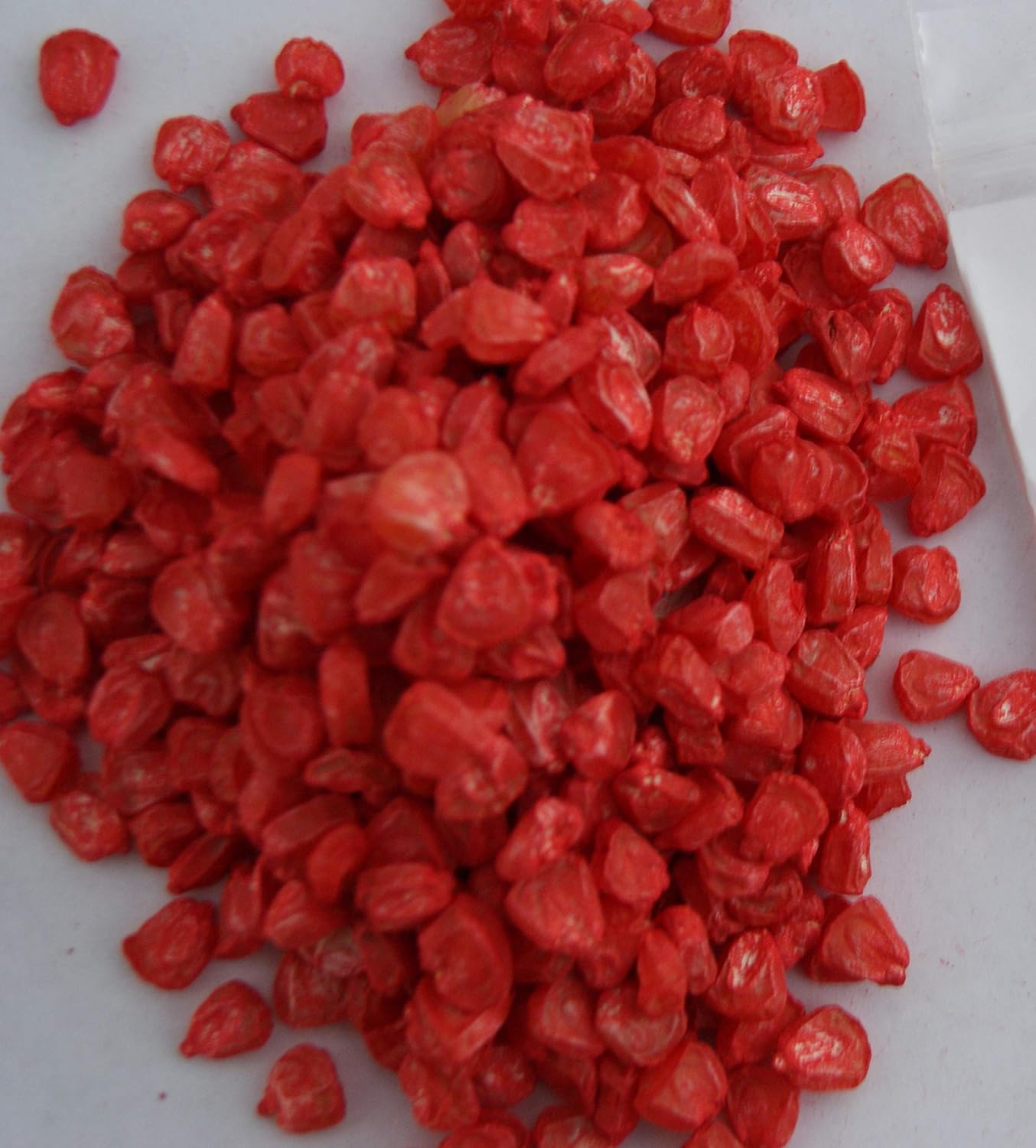 Sweet Corn Non-GMO Garden Vegetable Seeds 1/2 Lb. Bodacious