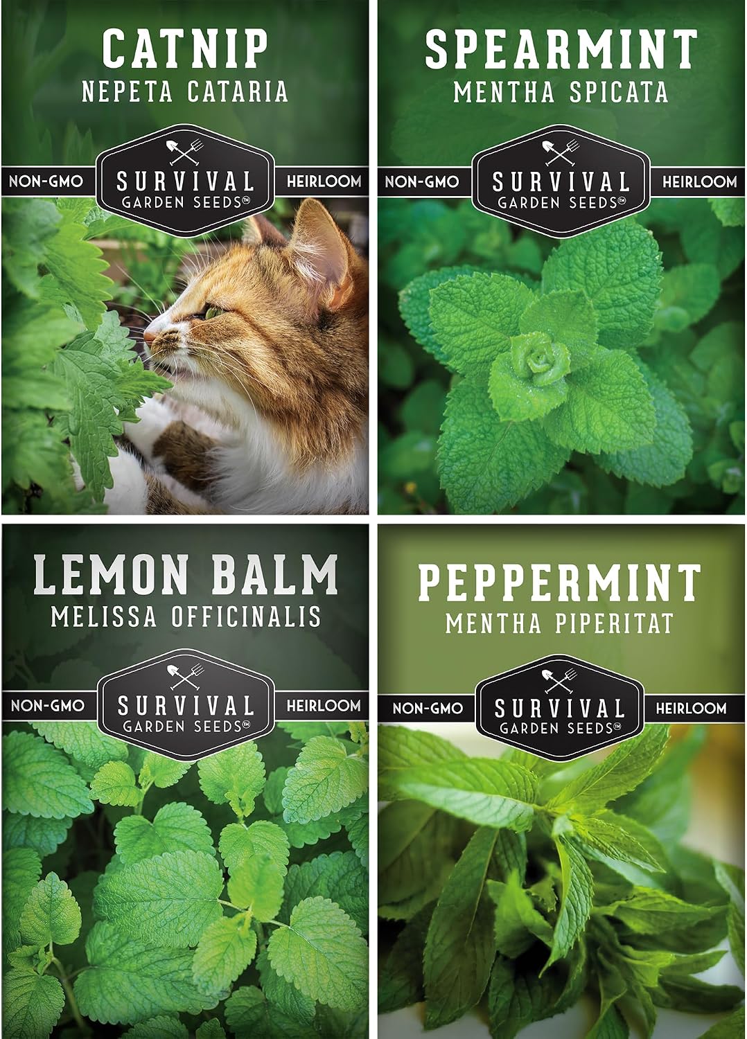 Mint Seeds Variety Pack for Planting