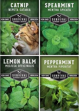 Mint Seeds Variety Pack for Planting