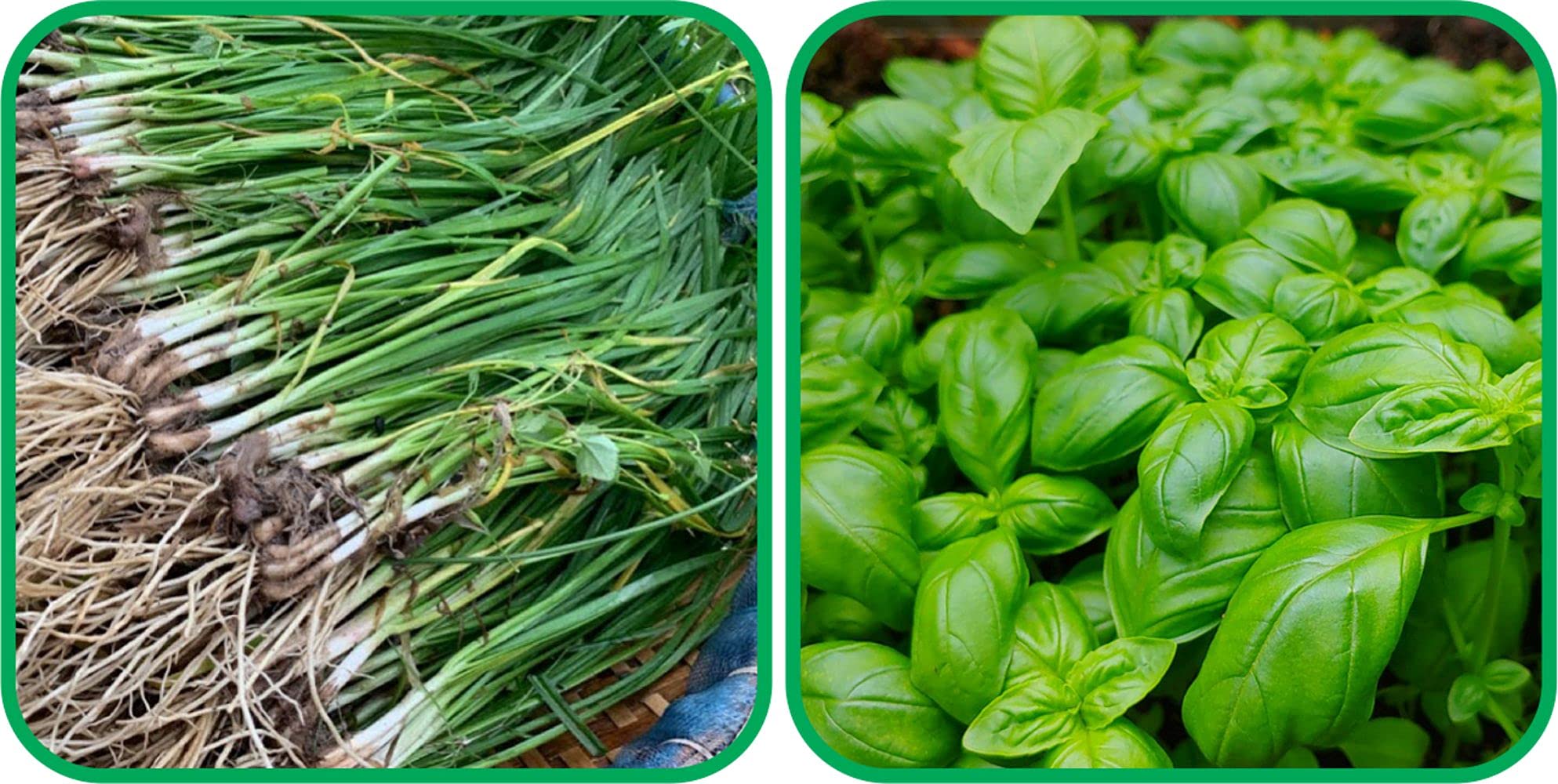 Aero Seeds Basil Green (100 Seeds) And Garlic Chives (50 Seeds) Vegetable Seeds Pack (B0989ZGG5Z) Amazon Price History, Amazon Price Tracker