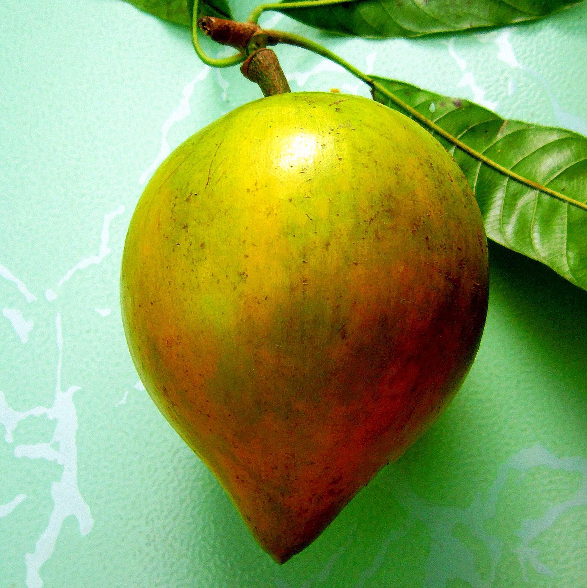 Vivai le Georgiche - Pianta vera di Pouteria lucuma - altezza alla vendita 40-60 cm