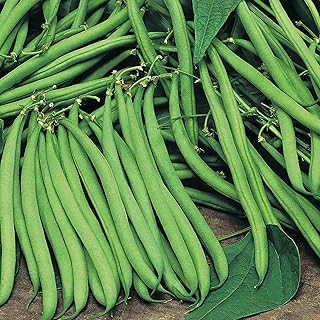 Suttons Bean (Dwarf French) Seeds Safari, Vegetable Seed, Approx. 150 Seeds per Pack, Grow Your own, Ideal for Beds and Borders