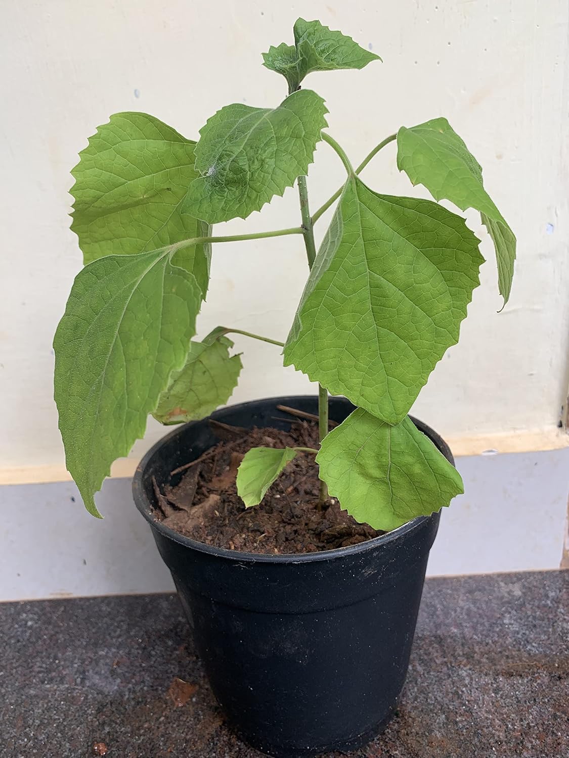 HERBS From HOME Mysore Malli/ Sendu Malli/ Clerodendrum Chinese Outdoor