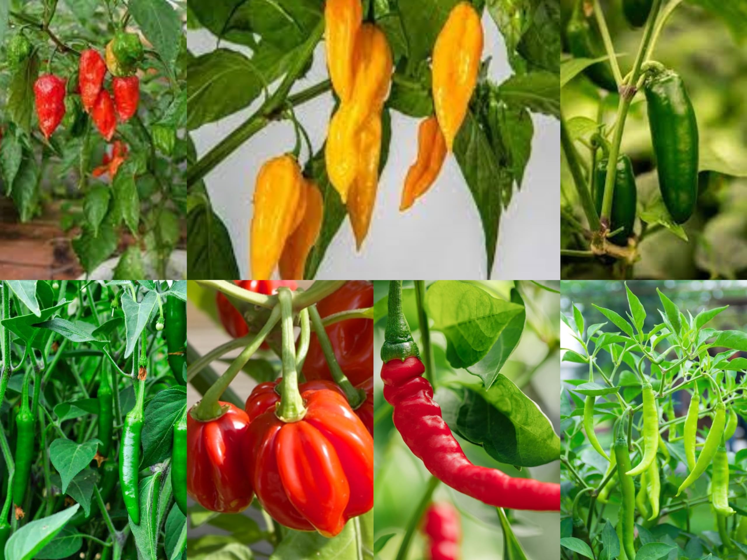 7 Variety Combo Organic Pepper Seeds - 50+ Seeds of Each Type - Over 350 Seeds,Organic Heirloom Varieties. (B0CWHGQVGG) Amazon Price History, Amazon Price Tracker