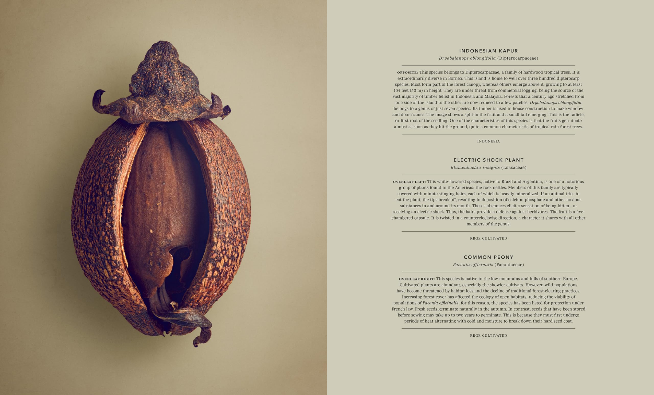 The Hidden Beauty of Seeds & Fruits: The Botanical Photography of Levon Biss