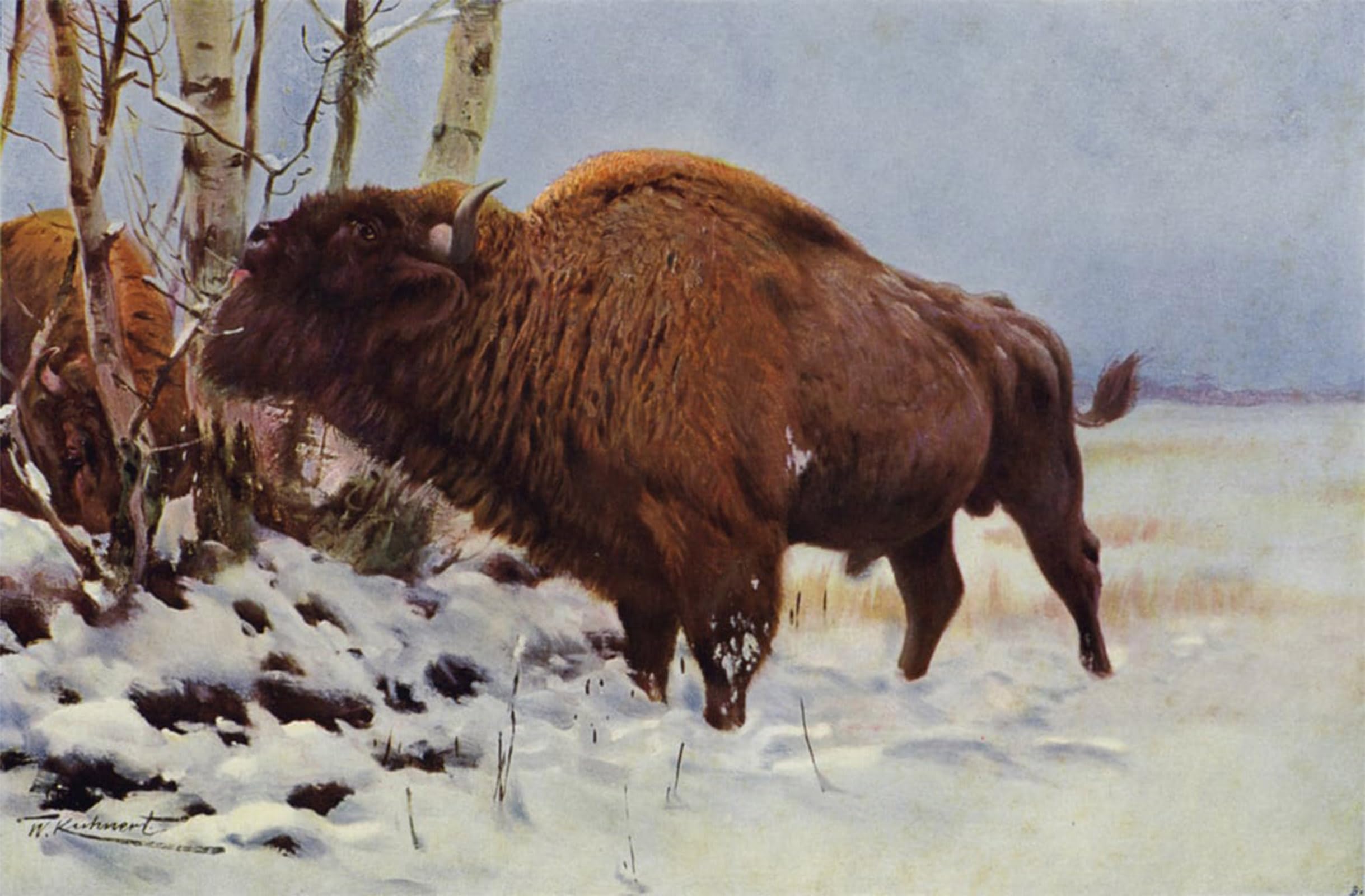 Tableaux Graffiti Art Mural Bison d'Europe Impression 60x90cm - 5