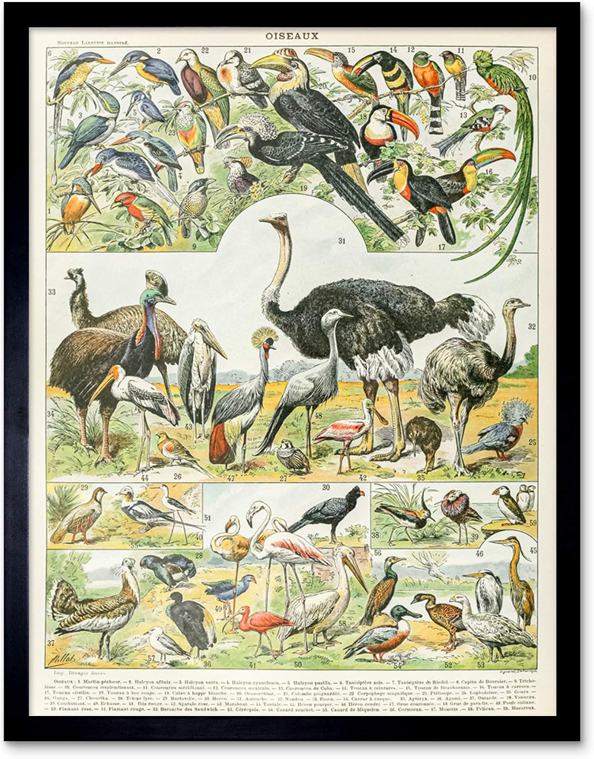 Artery8 Millot Encyclopedia Page Birds Ostrich Emu Unframed Wall Art Print Poster Home Decor Premium