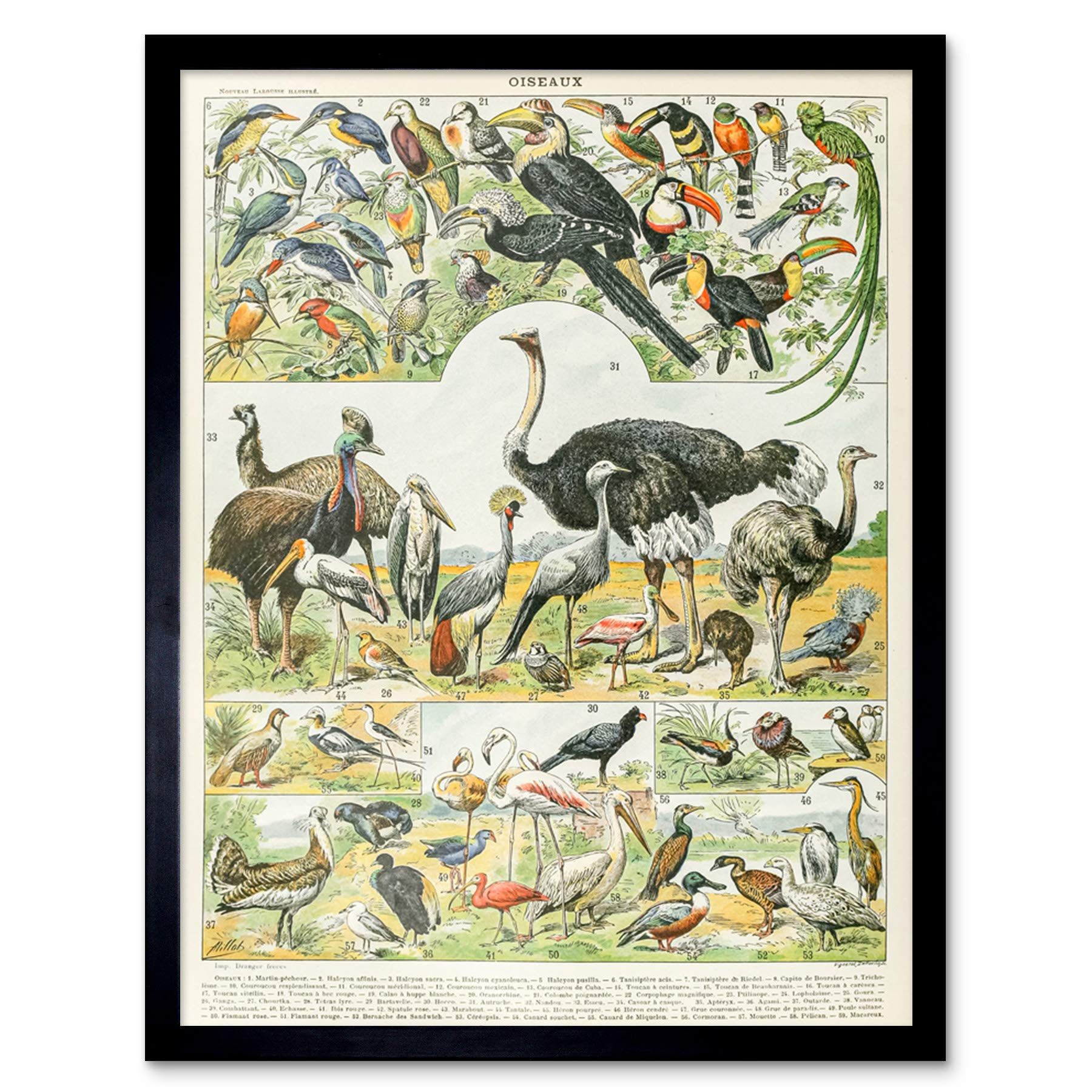 Artery8 Millot Encyclopedia Ostrich Emu Art Print - 12x16"