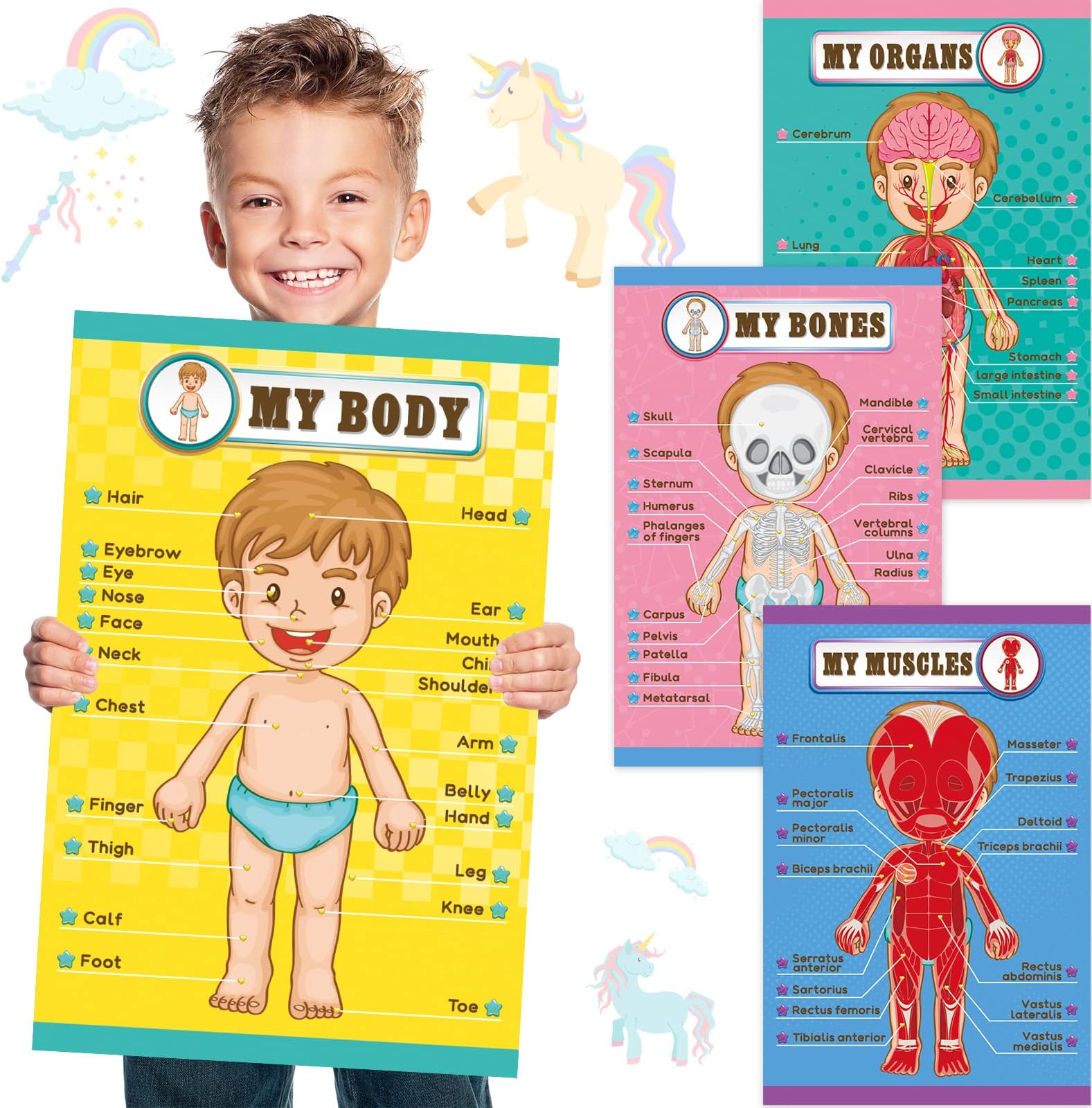 Classroom Educational Posters Human Body Learning Posters,17 x 22 Inch Body Parts Learning Chart My Organs Bones Muscles Body Posters for Kindergarten Preschool Classroom Decoration Teaching Supplies