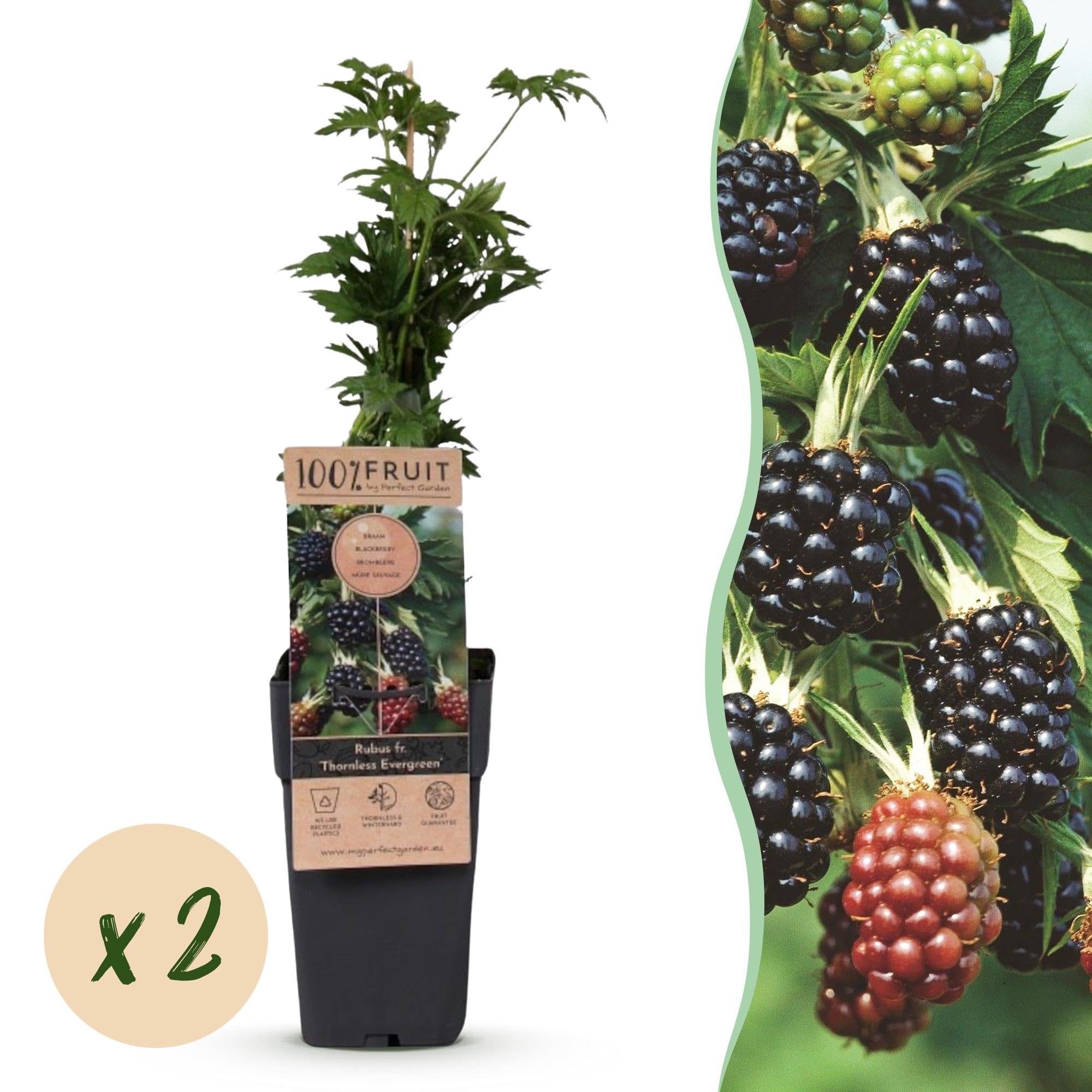 Green boutiQ - Obstpflanze - Rubus fruticosus Thornless Evergreen - Brombeerpflanze - Dornenlos - Schwarze Brombeere - 2 Pflanzen - Topf 15cm - Höhe 50cm