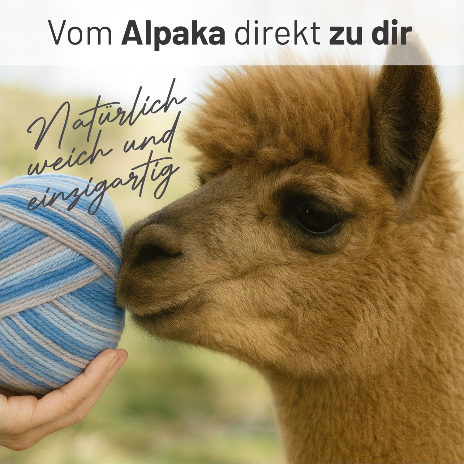 HANSA-FARM |alpacare 75% nadające się do prania skarpetki z alpaki, zestaw 224 g (2 x 112 g), wełna na skarpety, bez zarysowań, do robienia na drutach i szydełkowania - SE4 Blue Breeze