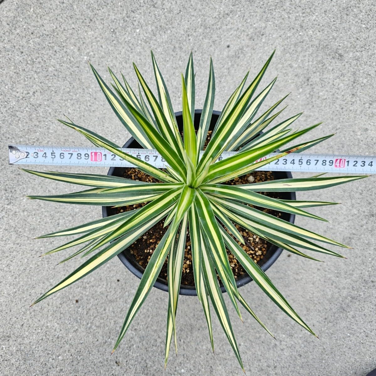 Amazon｜幹立ちユッカ アロイフォリア メディオピクタ 中斑