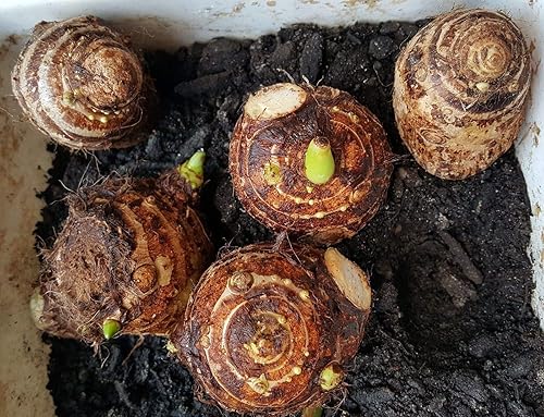 Colocasia Esculenta - Elepant Ear - Taro Gabi Kalo Eddo - 5 bulbos listos para crecer Greenhouse PCA