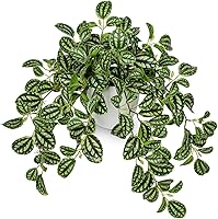 Briful Faux Watermelon Peperomia Artificial Potted Plant - Realistic Trailing Silk Vine for Indoor Home Office Desk Shelf Decor (Green/White)