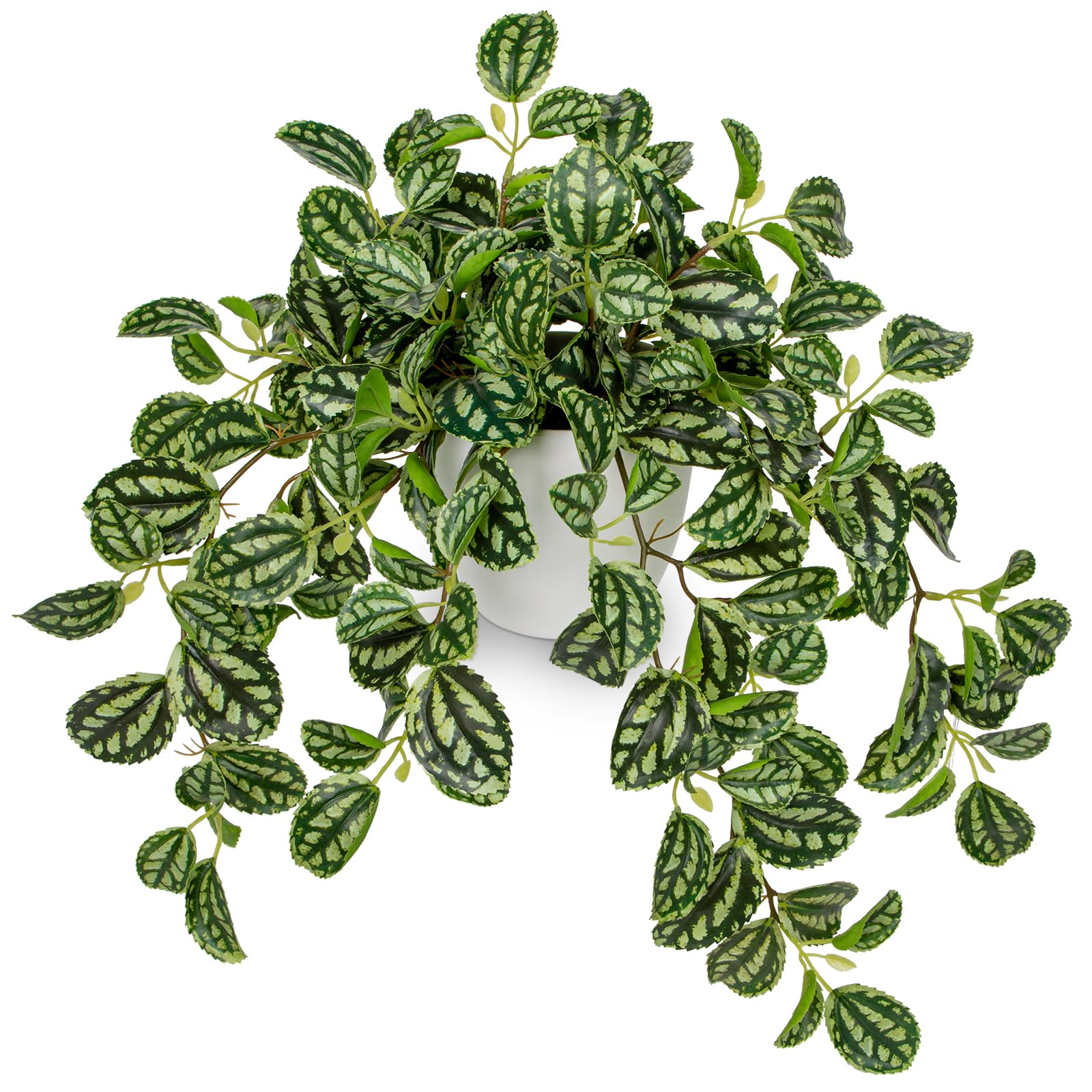 Briful Faux Watermelon Peperomia Trailing Vine