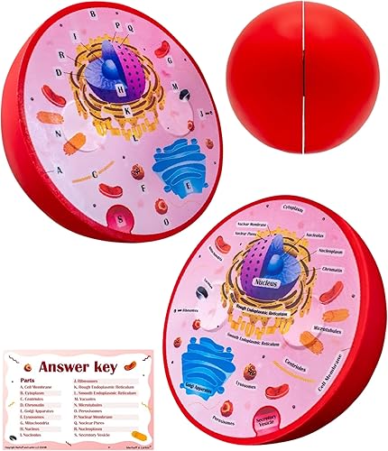 Modelo de células animales de espuma transversal | Ideal para aprendizaje en el aula, enseñanza y kits STEM | Organelos claramente etiquetados |