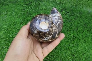 Polished Rare Fagesia Ammonite Fossil Natural Specimen from Morocco A545