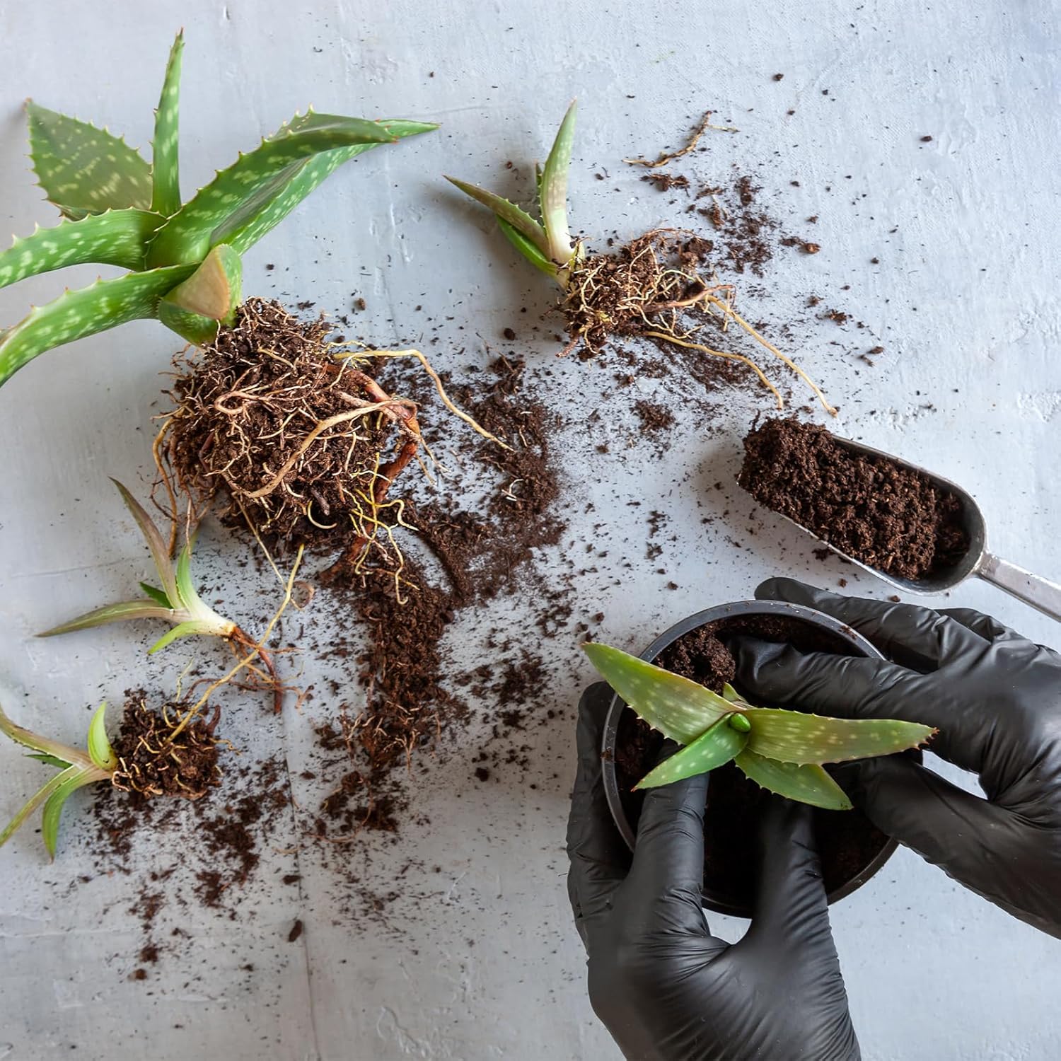 Doter Aloe Vera Potting Soil Mix 10qt, Ready to Use for Seedling and Growing of Aloe Vera Plants or Other Houseplants