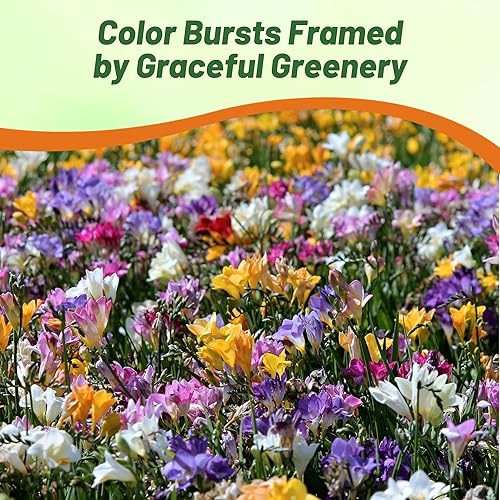 Miniatura 7 de Outsidepride Fresia Garden Cut Flower Seed Mix para jarrones, ramos, 100 semillas