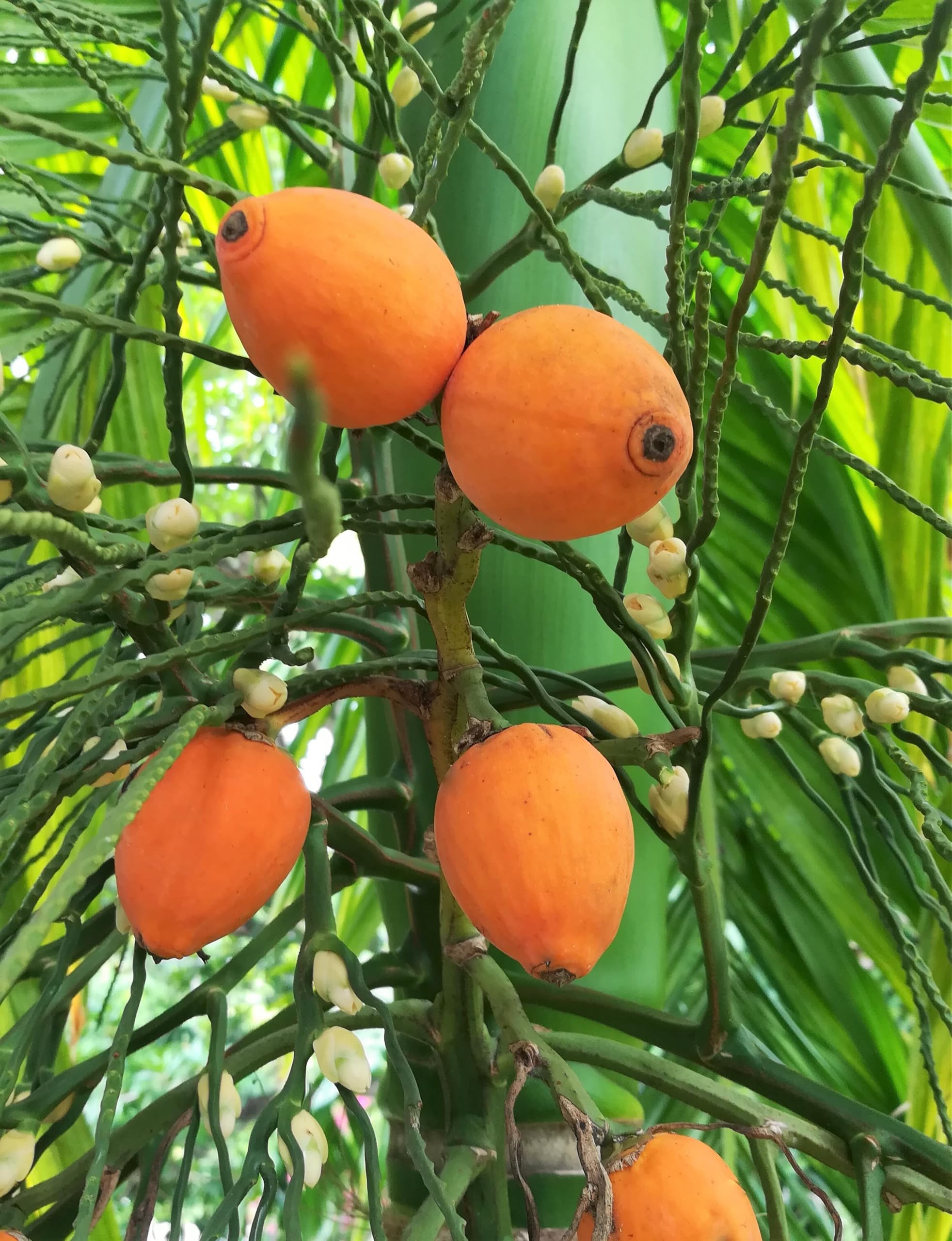 Amazon.com : Betel Nut Palm (Areca Catechu)  Live Tropical Palm   Fast-Growing Ornamental Palm Tree for Gardens, Patios, and Warm Climate  Landscapes (1 Palm, Three Gallon) : Patio, Lawn & Garden