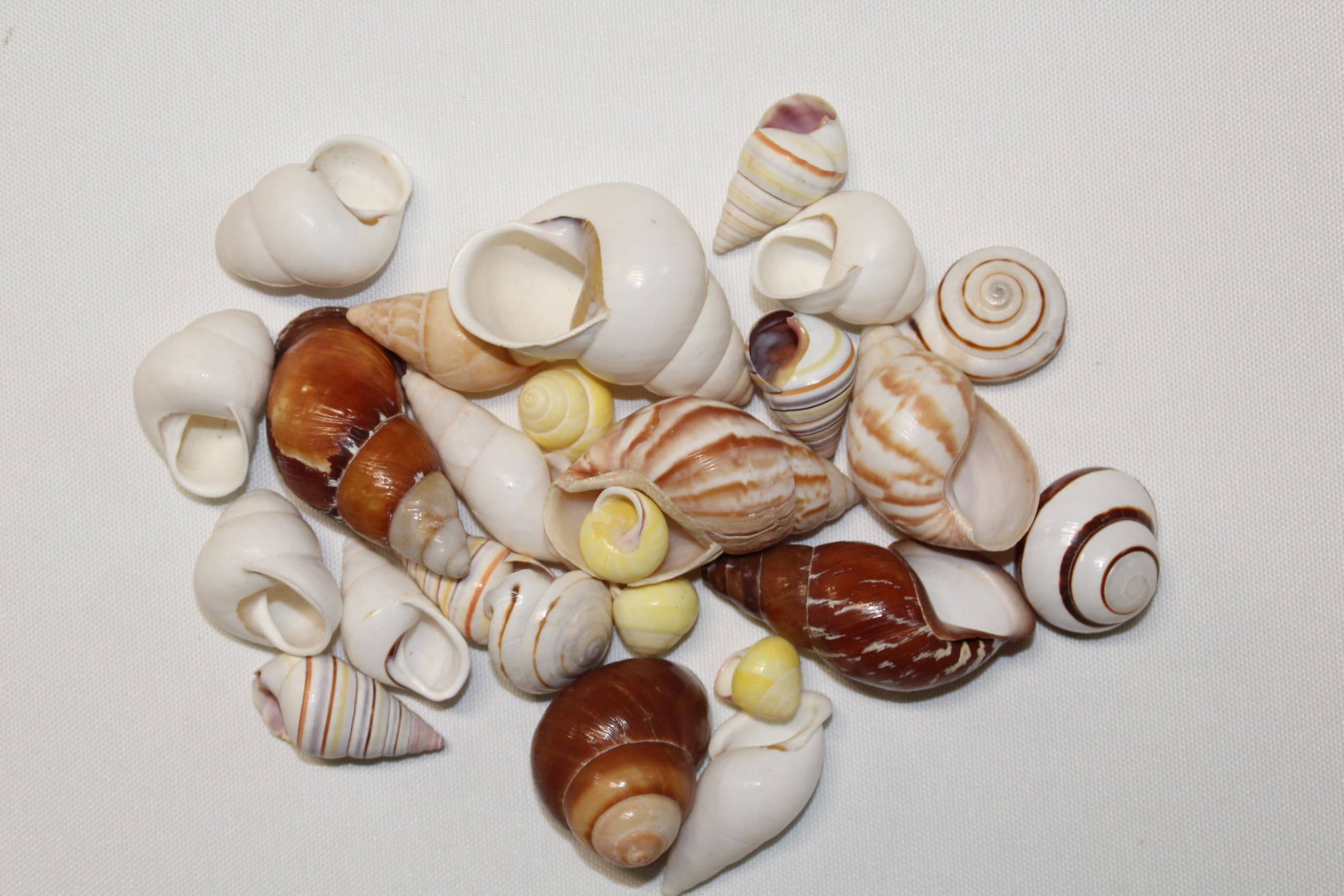Amazon.com: Natural Land Snail Shells, Assorted Colors and Sizes