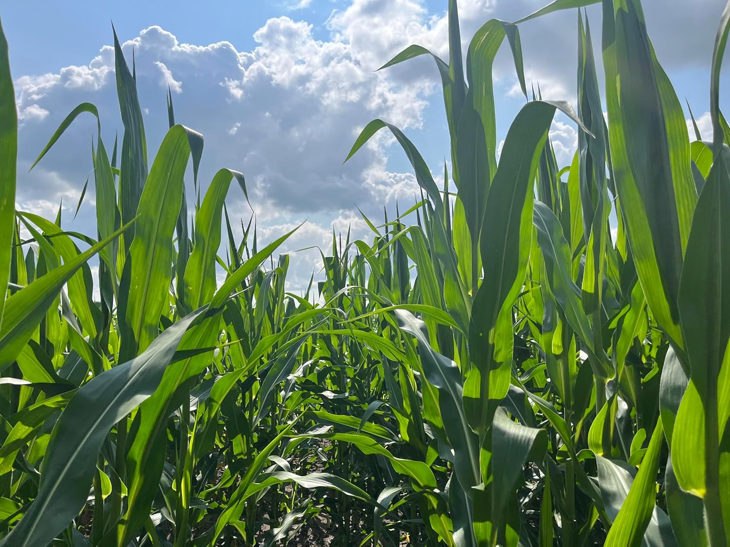 Hale Habitat & Seed Glyphosate Tolerant Field Corn Food Plot Seed, 5 lbs