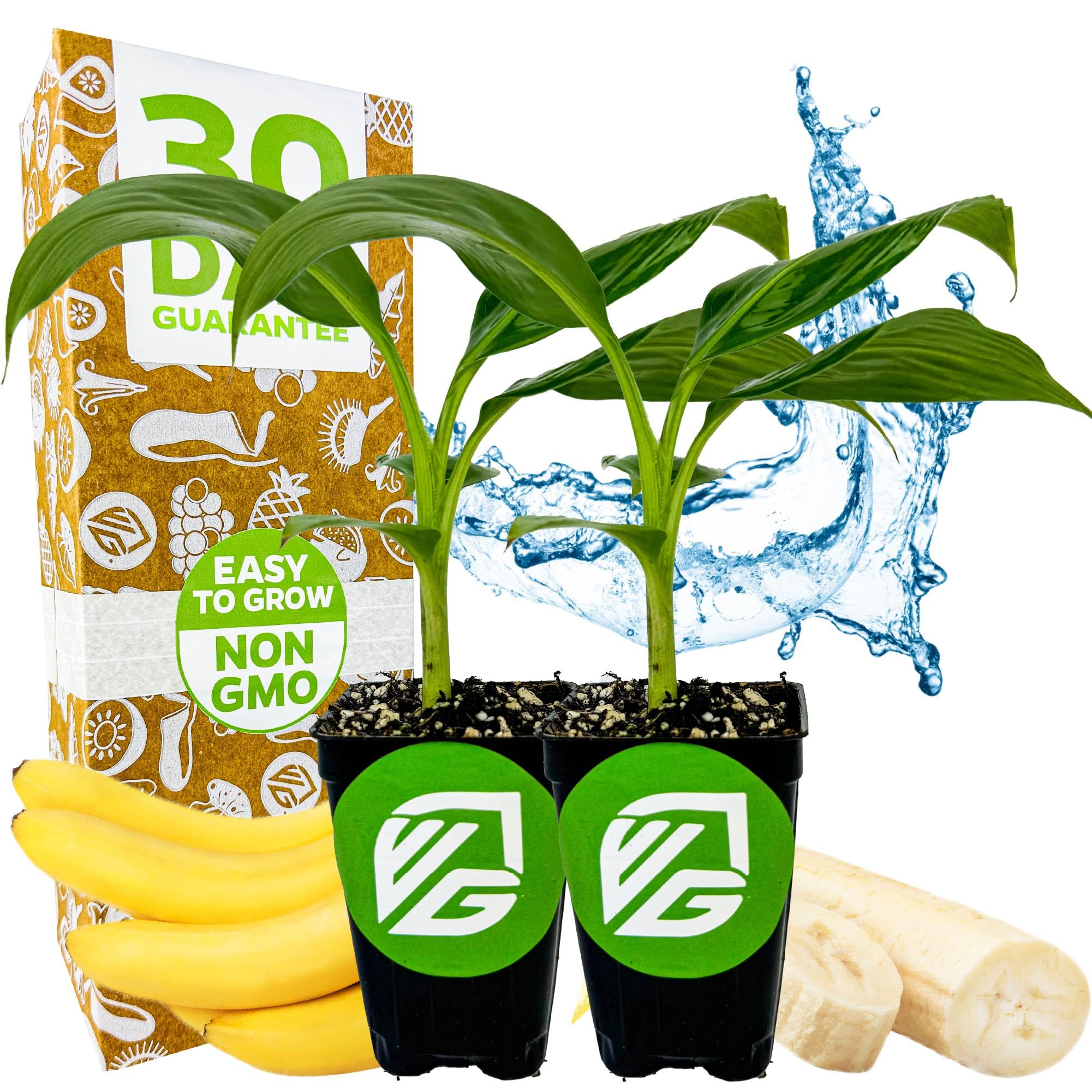 Amazon.com : Double Mahoi Banana Plant – Musa 'Double Mahoi