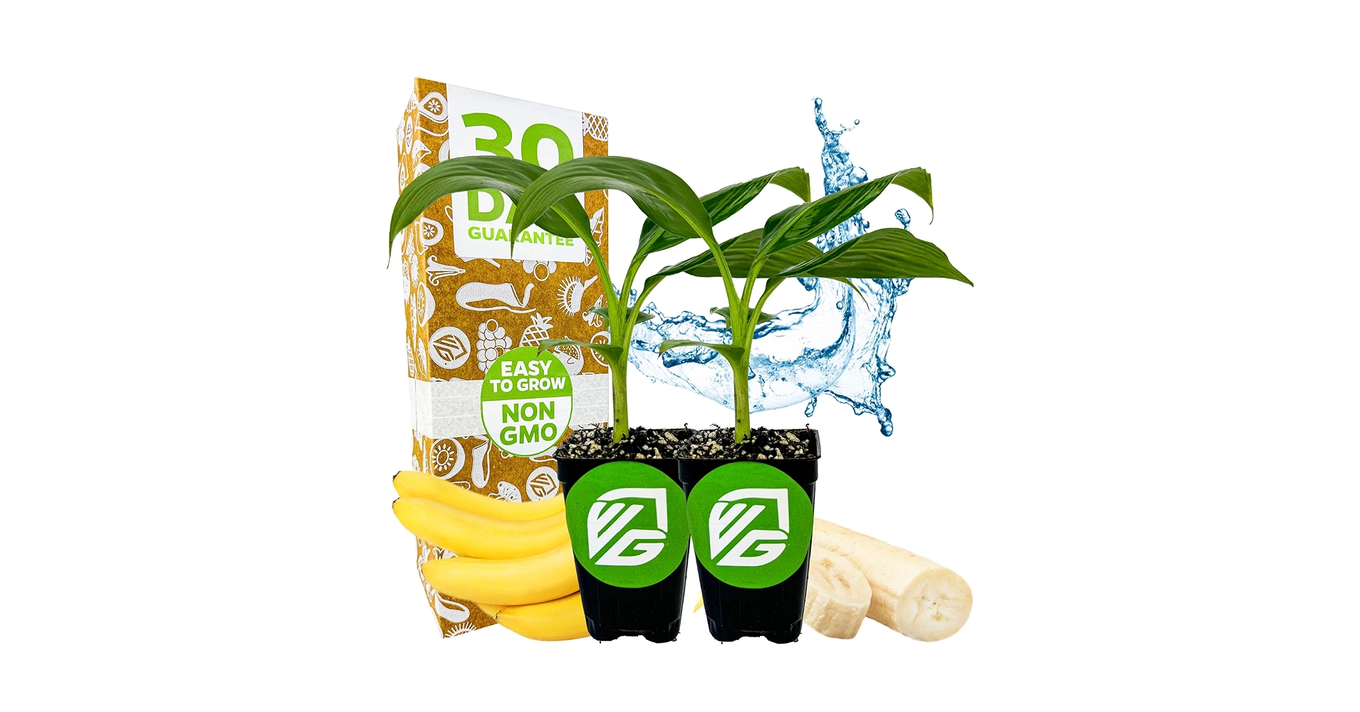 レアバナナ苗 Musa Dwarf Maoli(ドワーフマオリ) 株分け苗 レアバナナ苗 Musa Dwarf Maoli(ドワーフマオリ) 株分け苗 2025