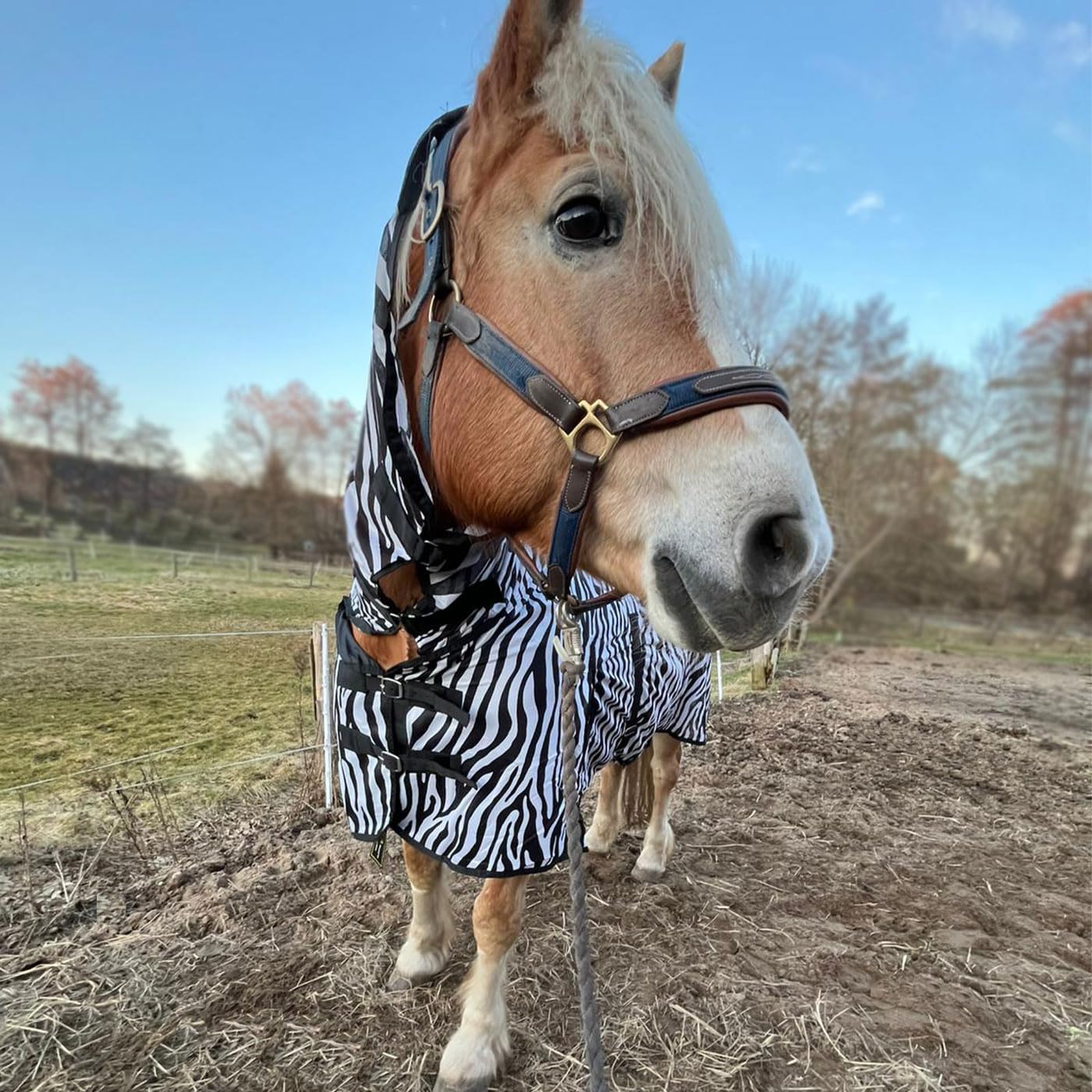 Brama-West 135 Manta antimoscas con cuello para caballos, ZebraProtect – Manta para caballos contra insectos molestos con cinturones abdominales, cierre frontal, pliegue y cola – Manta para insectos