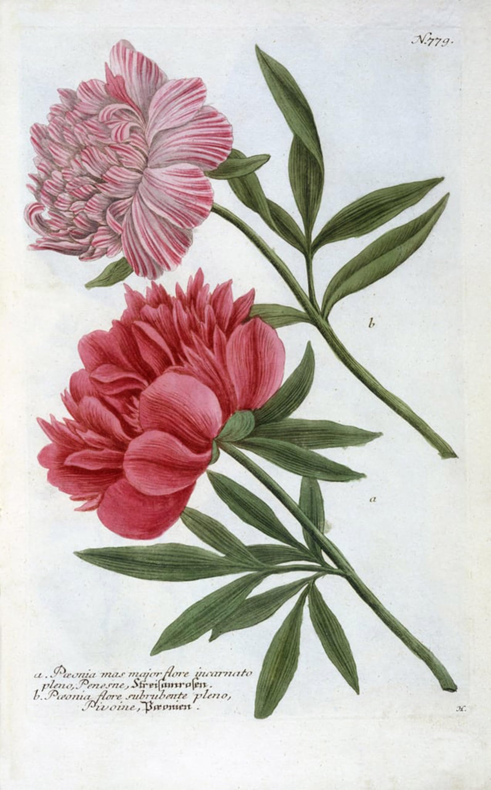 ARTXLXXBN Famous Prints Artwork Pictures Poster Painting Art Paeonia From Johann Wilhelm Phytanthoza Iconographia by Georg Dionysius Ehret Artwork Landscape Pictures for Home Decor 60x90cm