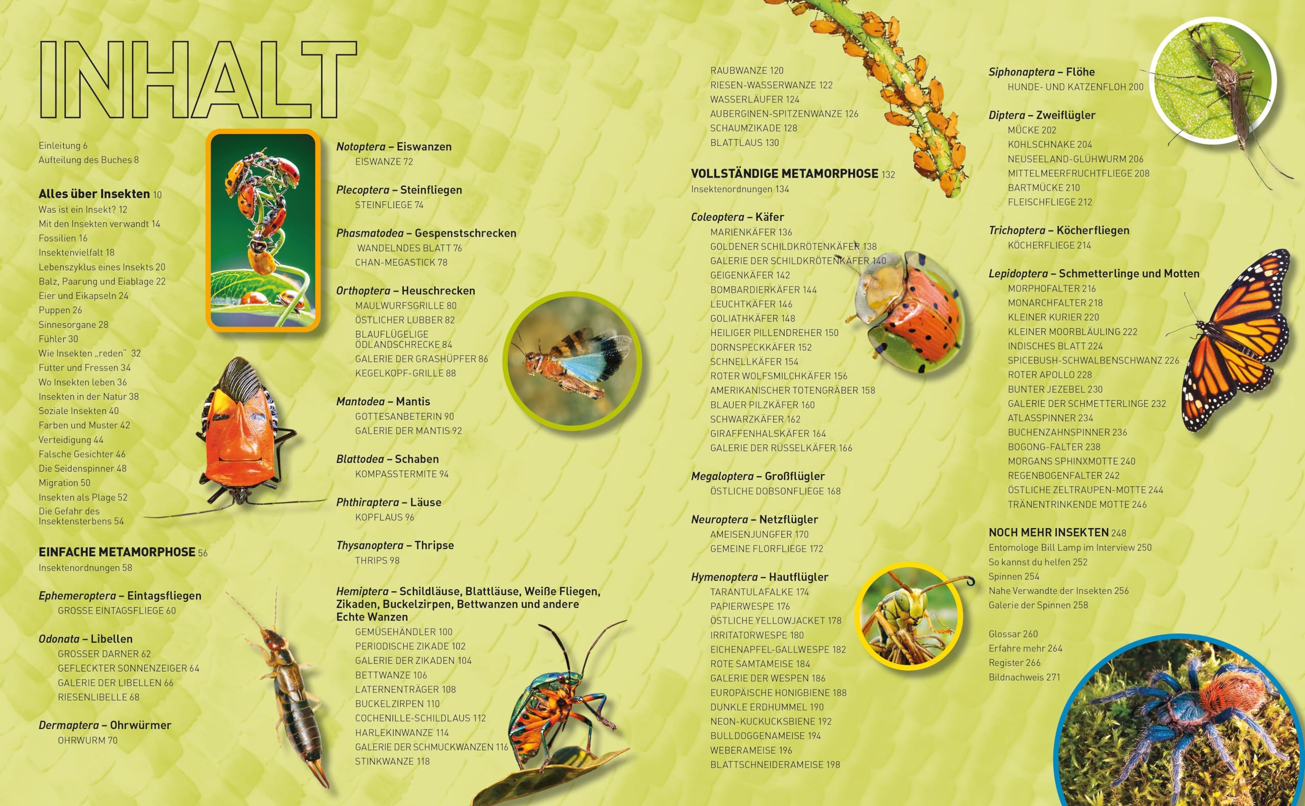 Insekten-Enzyklopädie: Die Wunderwelt von Käfer & Co.: National Geographic Kids