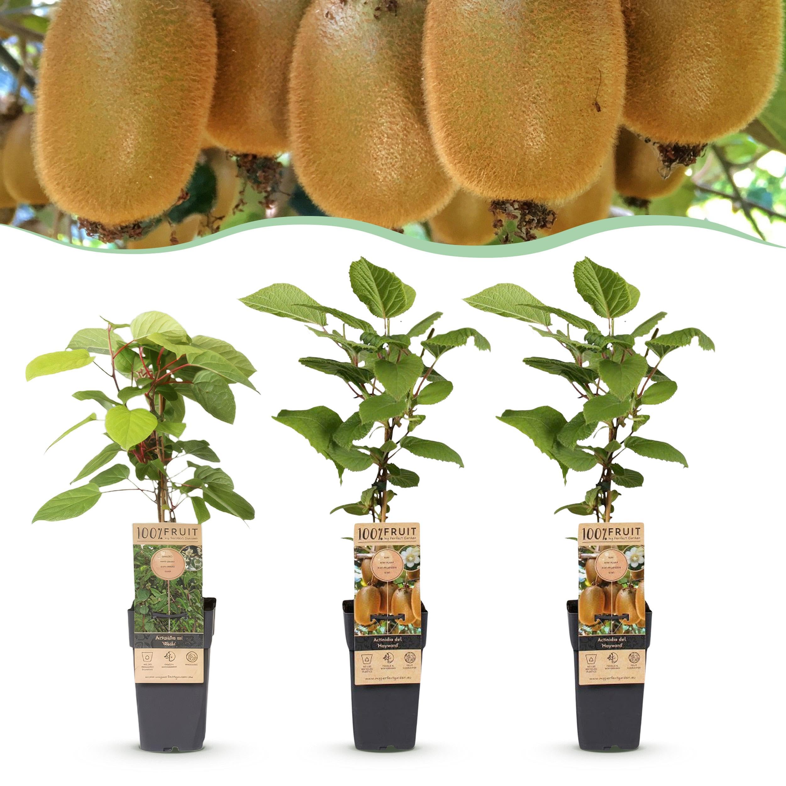 Actinidia Weiki & Hayward - Kiwi plant - 1 Male - 2 Female - Plants - Green - 40-50cm - Ø15cm - Roślina ogrodowa