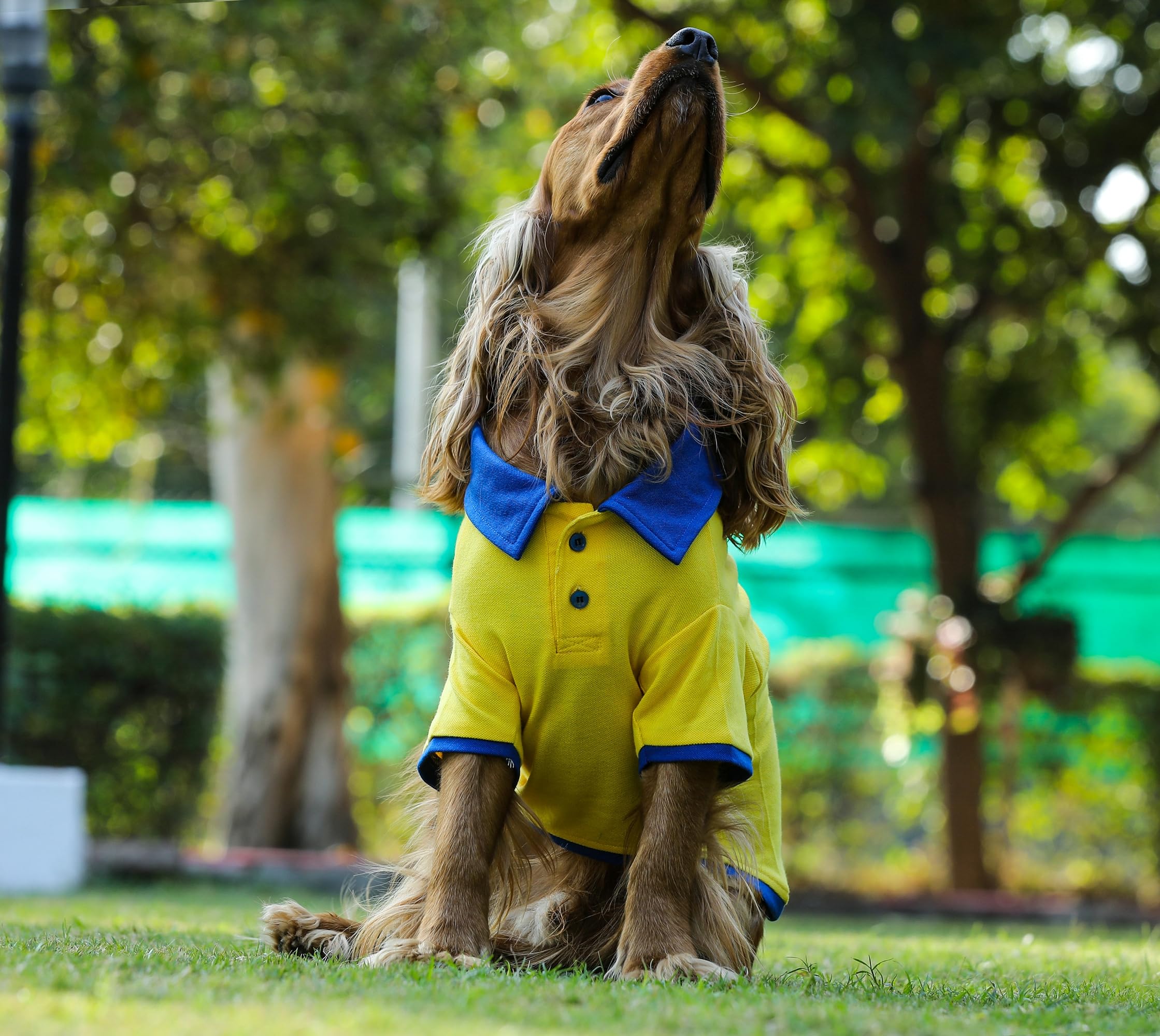 Barks & Wags Pet Dual Tone Polo Shirts Summer Collection (S, Yellow with Navy Collar) (B0917LBJTX) Amazon Price History, Amazon Price Tracker