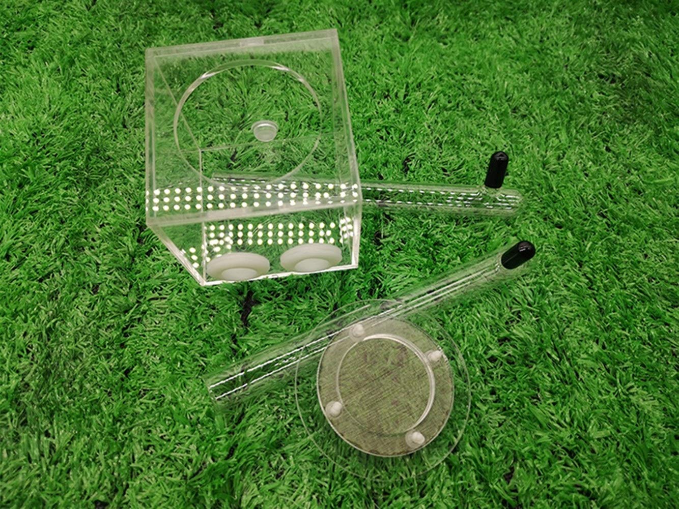 Nid Fourmis Acrylique Ant Habitat Ants Farm Transparent Boîte Fourmilière Fourmi Nid Educational Insecte Villa 7 X 7 X 7cm Animaux Mania Maison Anniversaire Cadeau