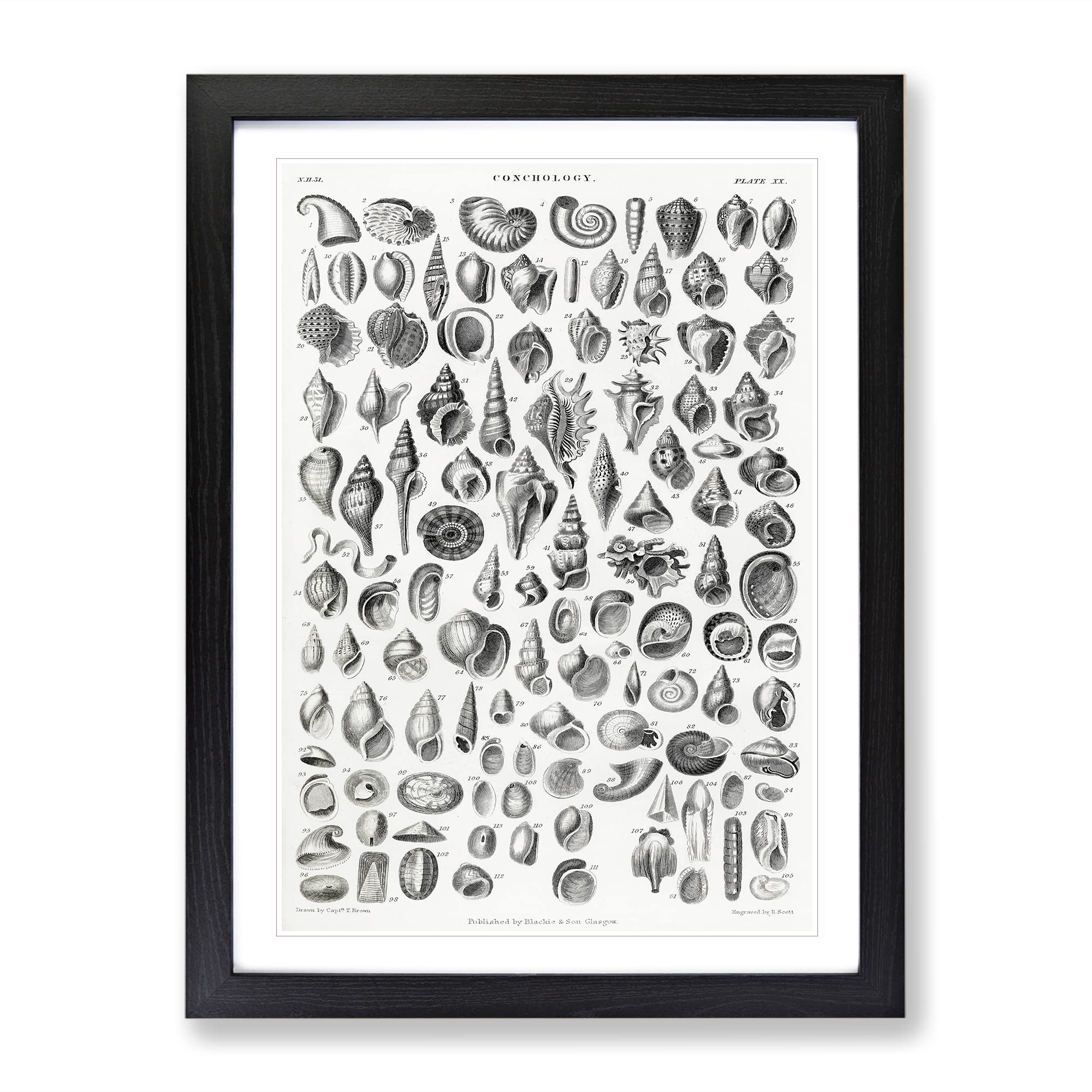 Study Of Mollusk Shells Xx By Oliver Goldsmith Vintage Framed Wall Art Print