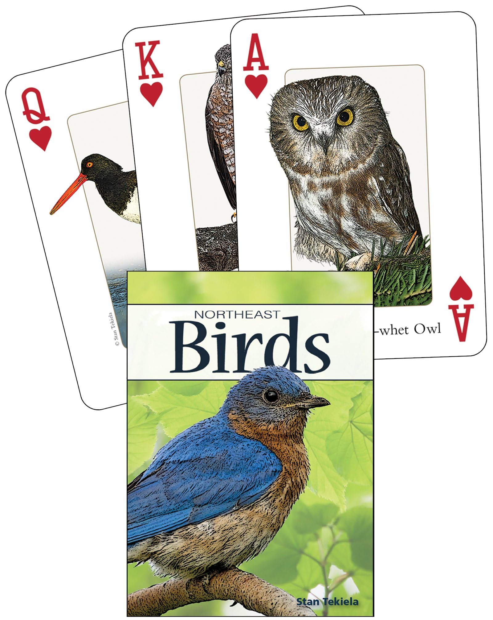 Birds of the Northeast Playing Cards (Nature's Wild Cards)
