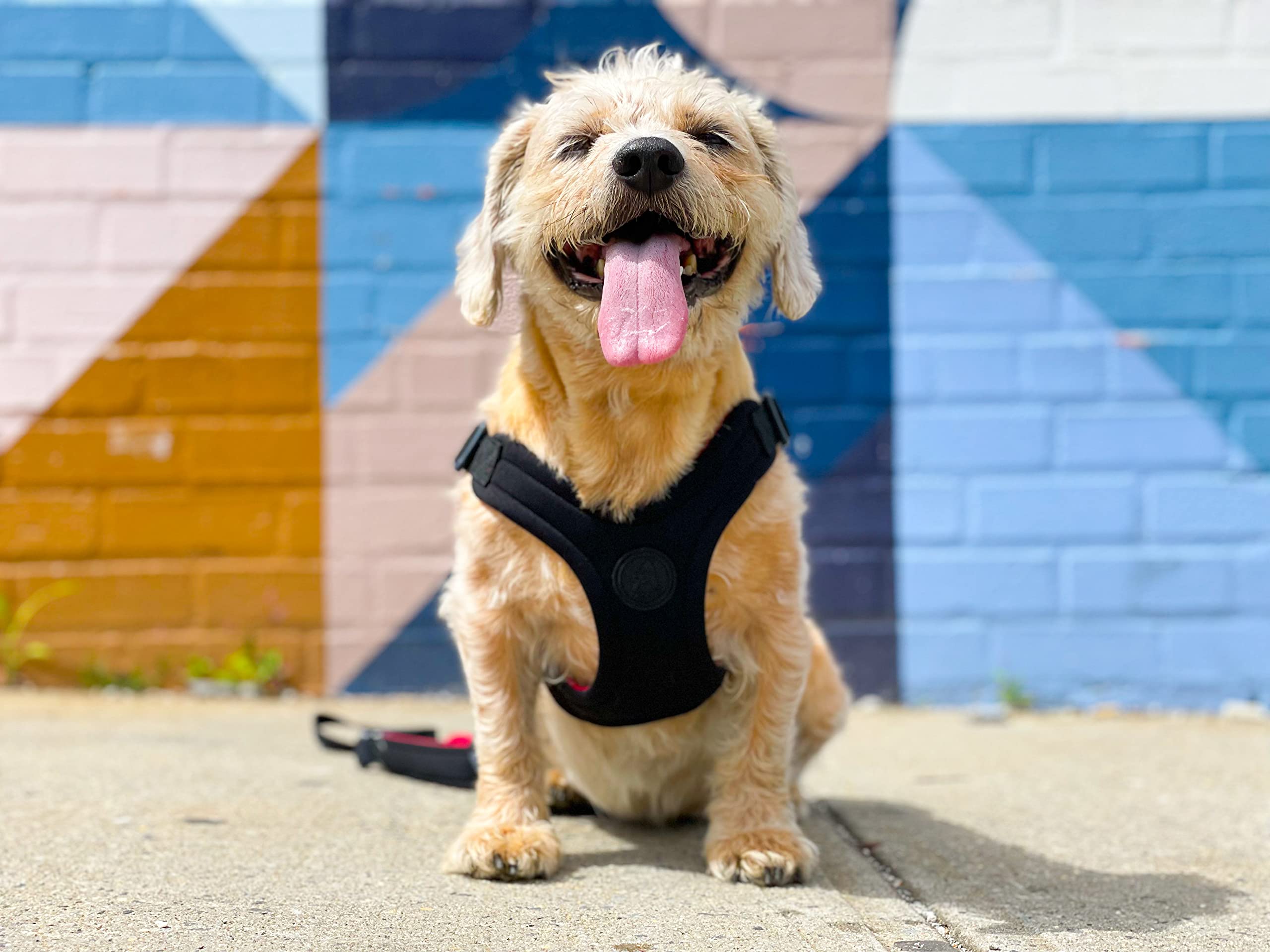 Gooby Escape Free Arnés Deportivo para Perros pequeños de Neopreno sin tirones, Ajuste de 4 Puntos, para Perros de hasta 16 kg, Negro, Talla M
