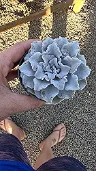 Suculenta Crispate Beauty, Planta Natural