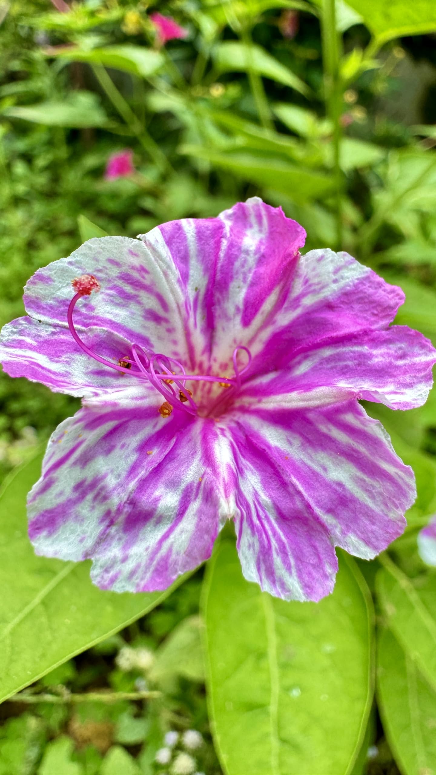 Vinca Art Mirabilis Jalapa Flower Seeds | Marvel of Peru