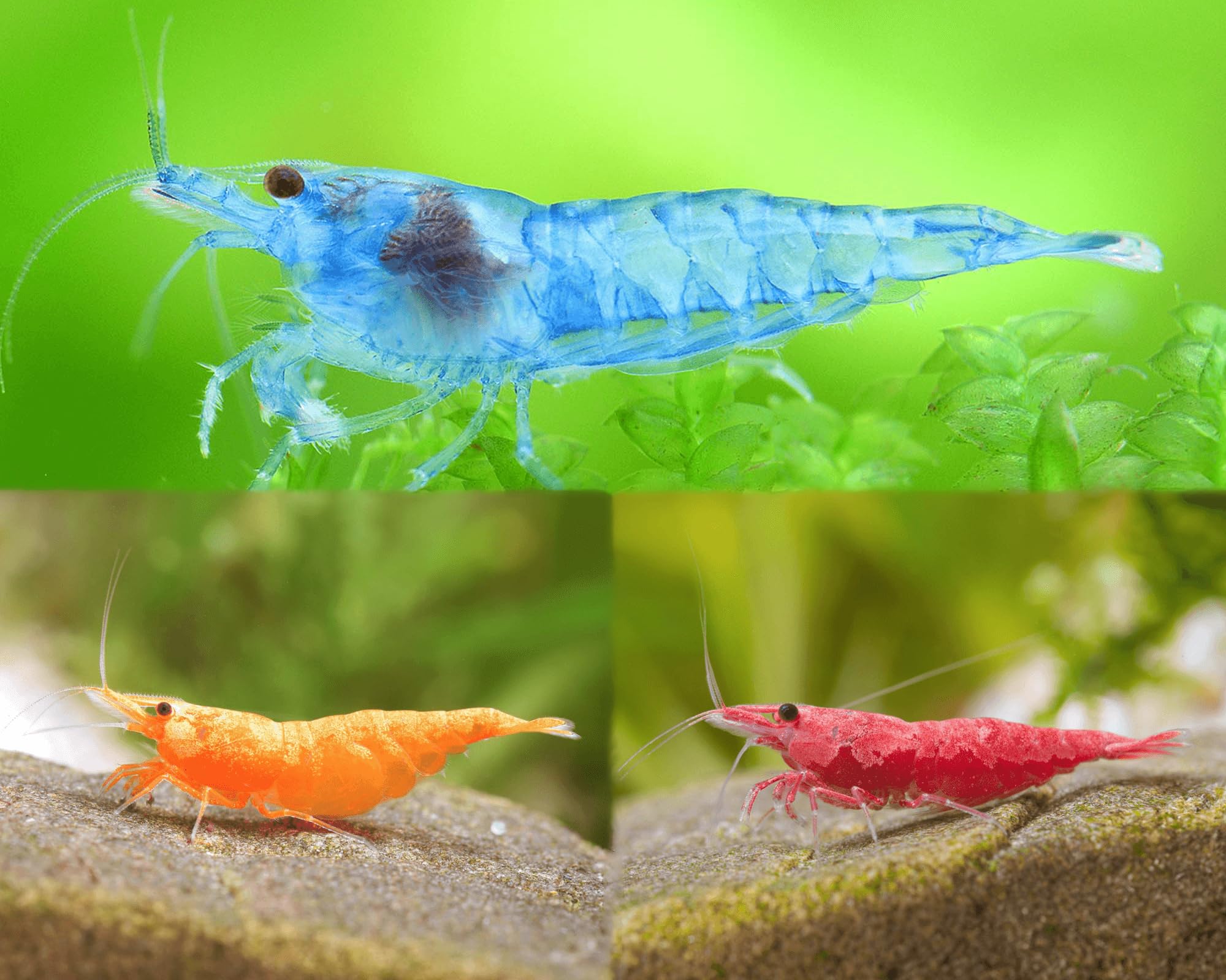 Garnelen Set für Leitungswasser & hartes Wasser - Red Sakura, Blue Jelly, Orange Fire & Amanogarnelen - Pflegeleichte Neocaridina für Anfänger im Aquarium - 30-60L