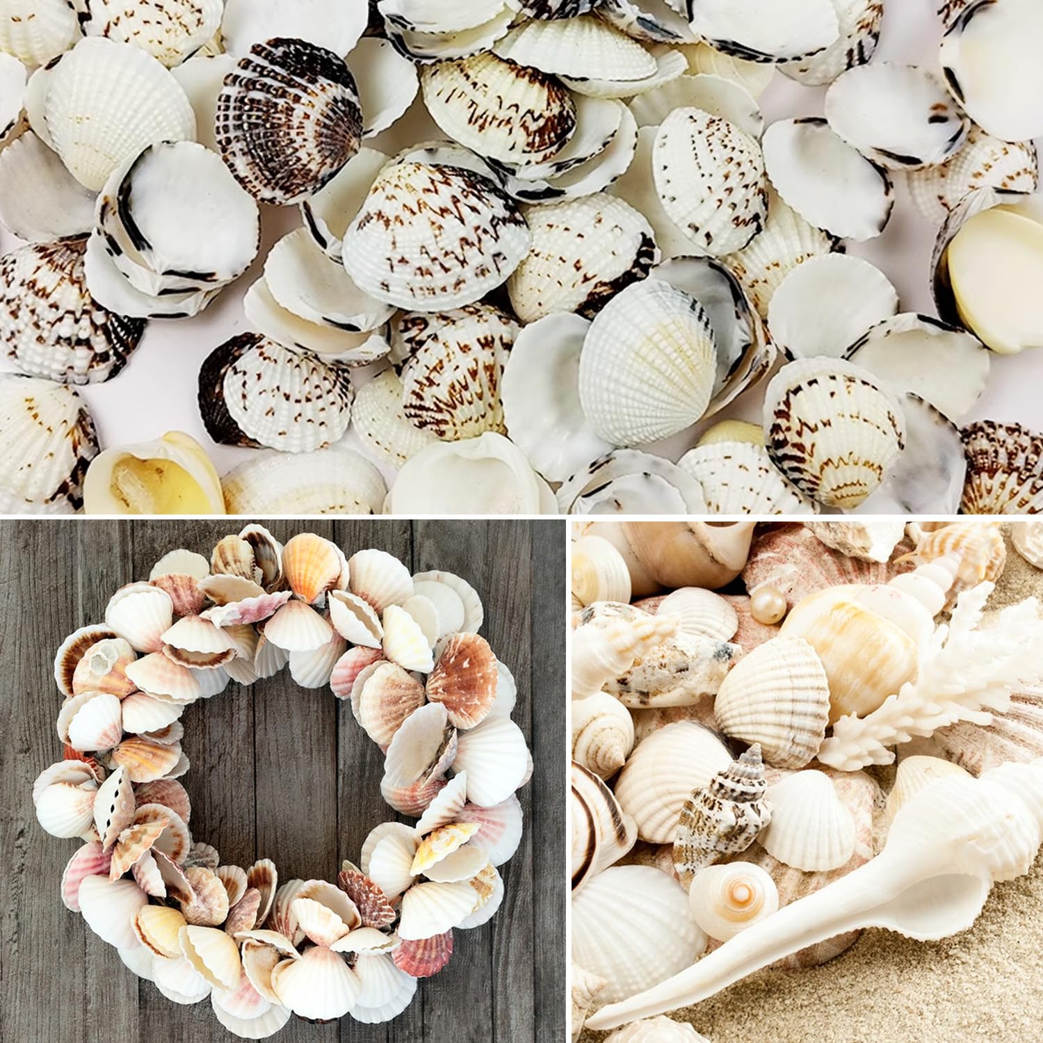 One Hundred Seashells 自然 貝 アート 写真集 【公式通販】