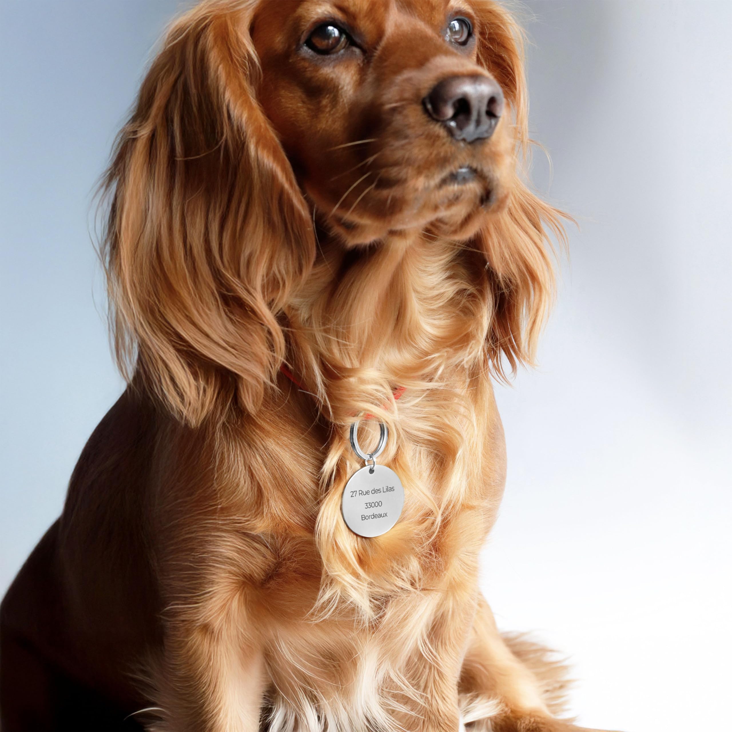 LAUBLUST Médaille pour chien personnalisée avec gravure pour collier - Tailles S, M, L | Cadeau personnalisé avec nom pour chiens et leurs maîtres - Accessoire pour chien | Boîte cadeau incl.