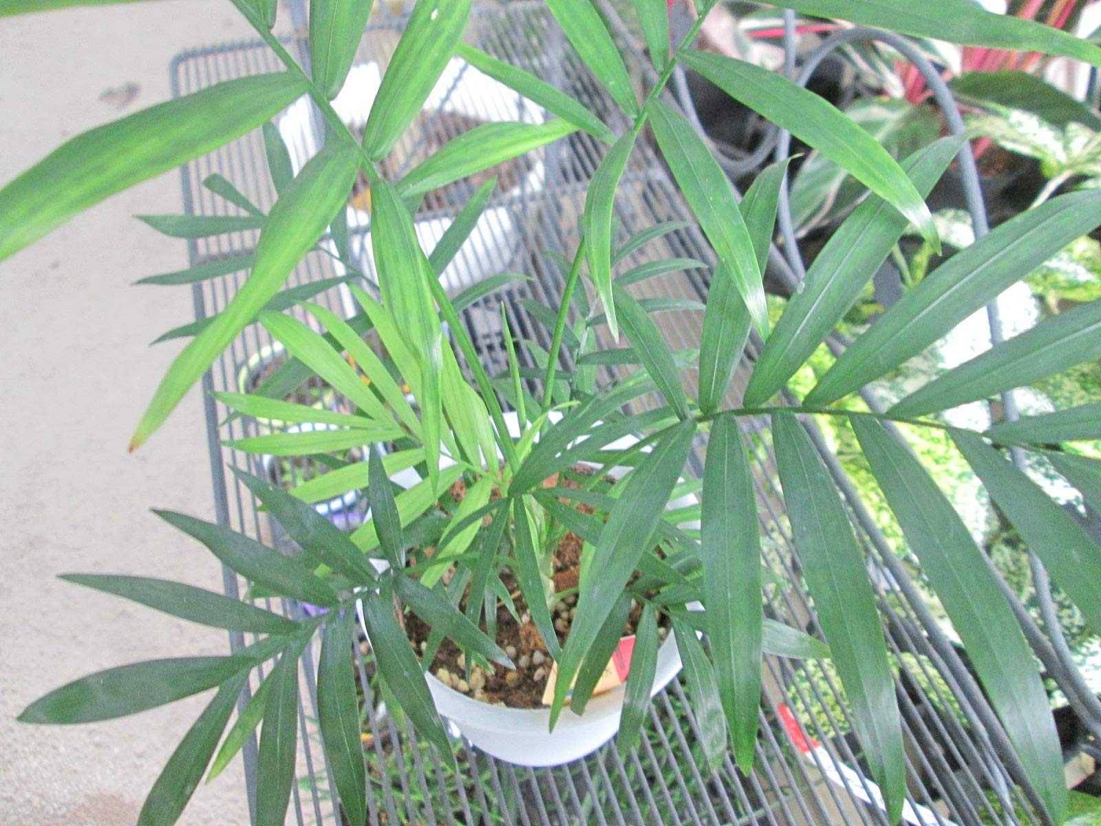 Amazon｜テーブルヤシ 4号｜観葉植物 オンライン通販