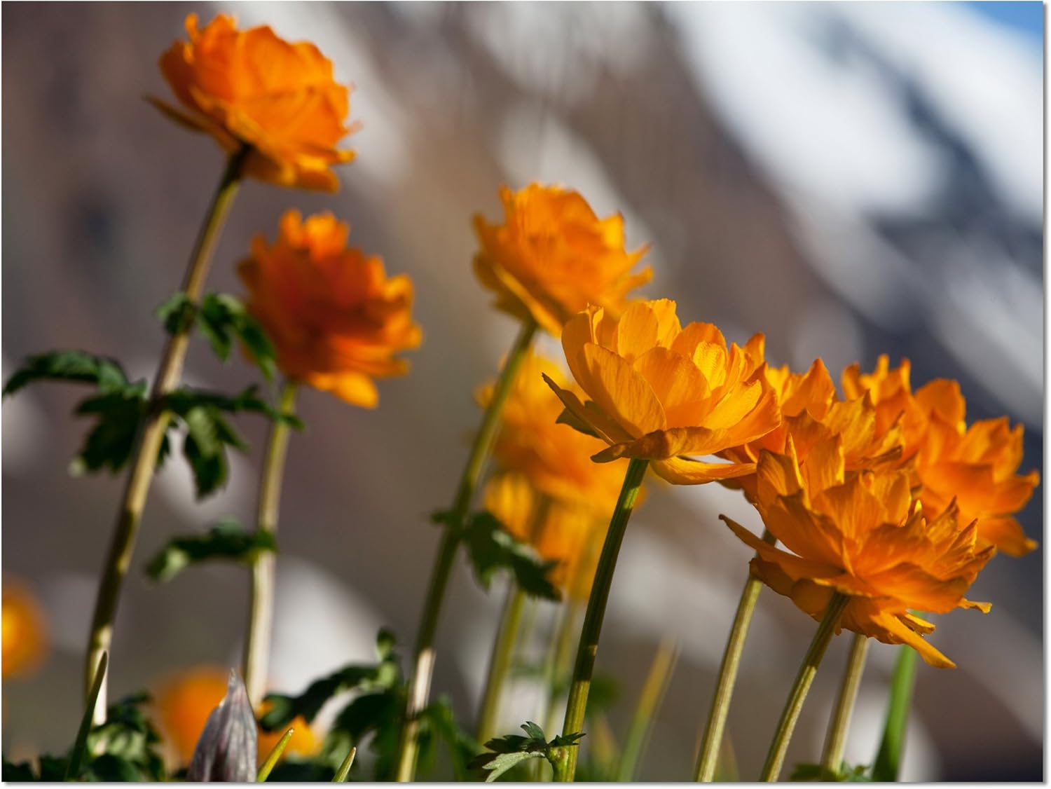 デザインアートpt12336 20x12 PT12336-20-12