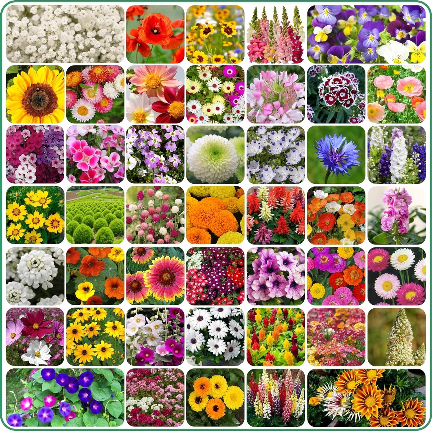 STWG™ 45 Variety of Different Flower Seeds (Total 2500+ Seeds) + Instruction Manual (B0D77NGHGR) Amazon Price History, Amazon Price Tracker